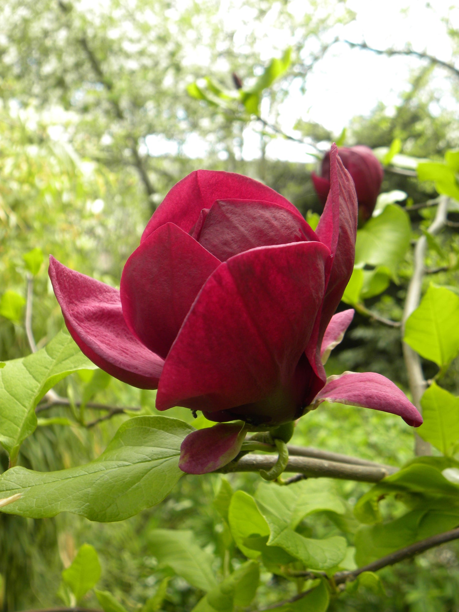 Rosenmagnolia 'Genie' i olika storlekar 80-200 cm (Magnolia soulangeana x liliiflorax)