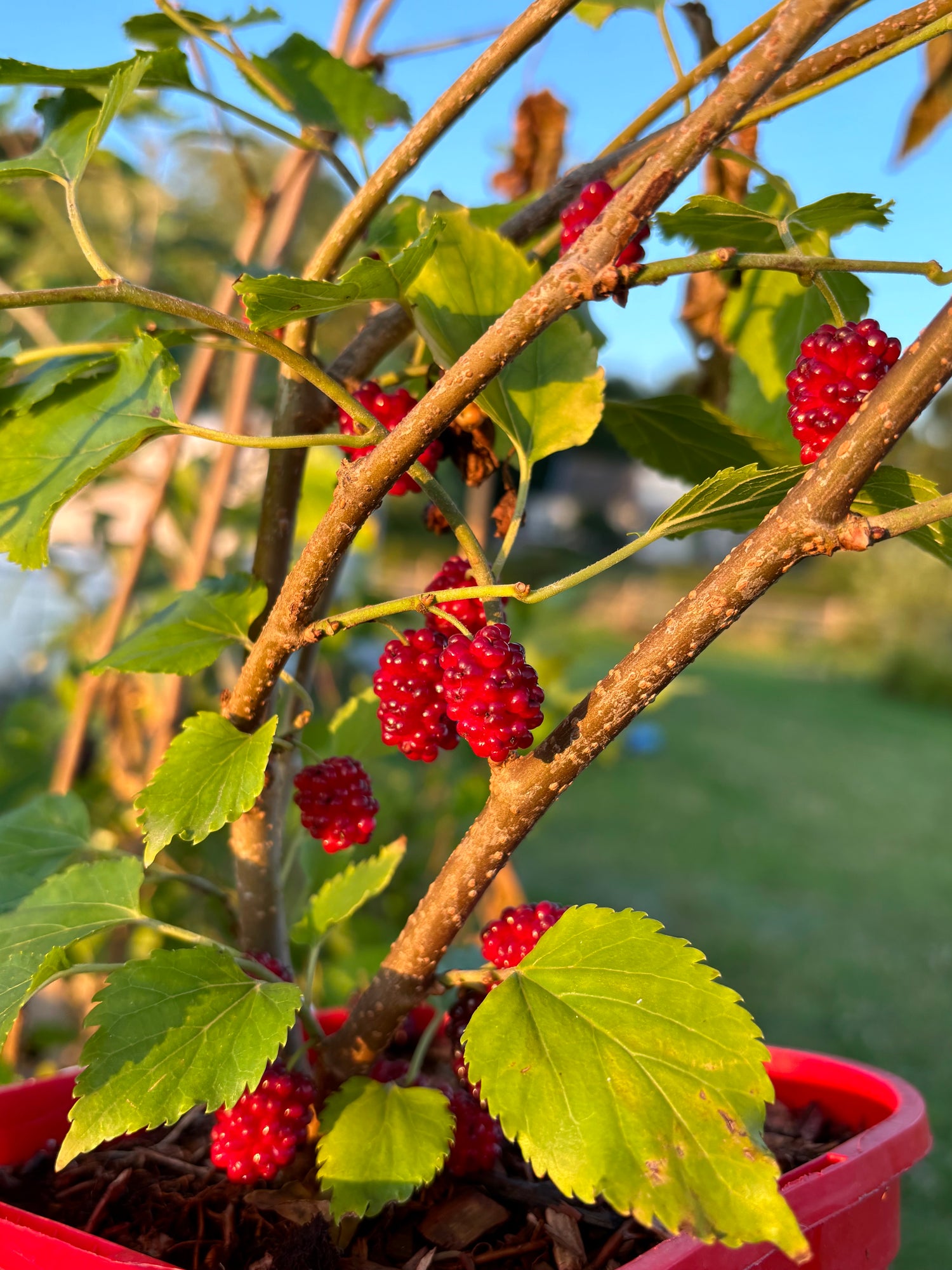 Rött Mullbär 'Red No. 2' 50-80 cm (Morus rubra)