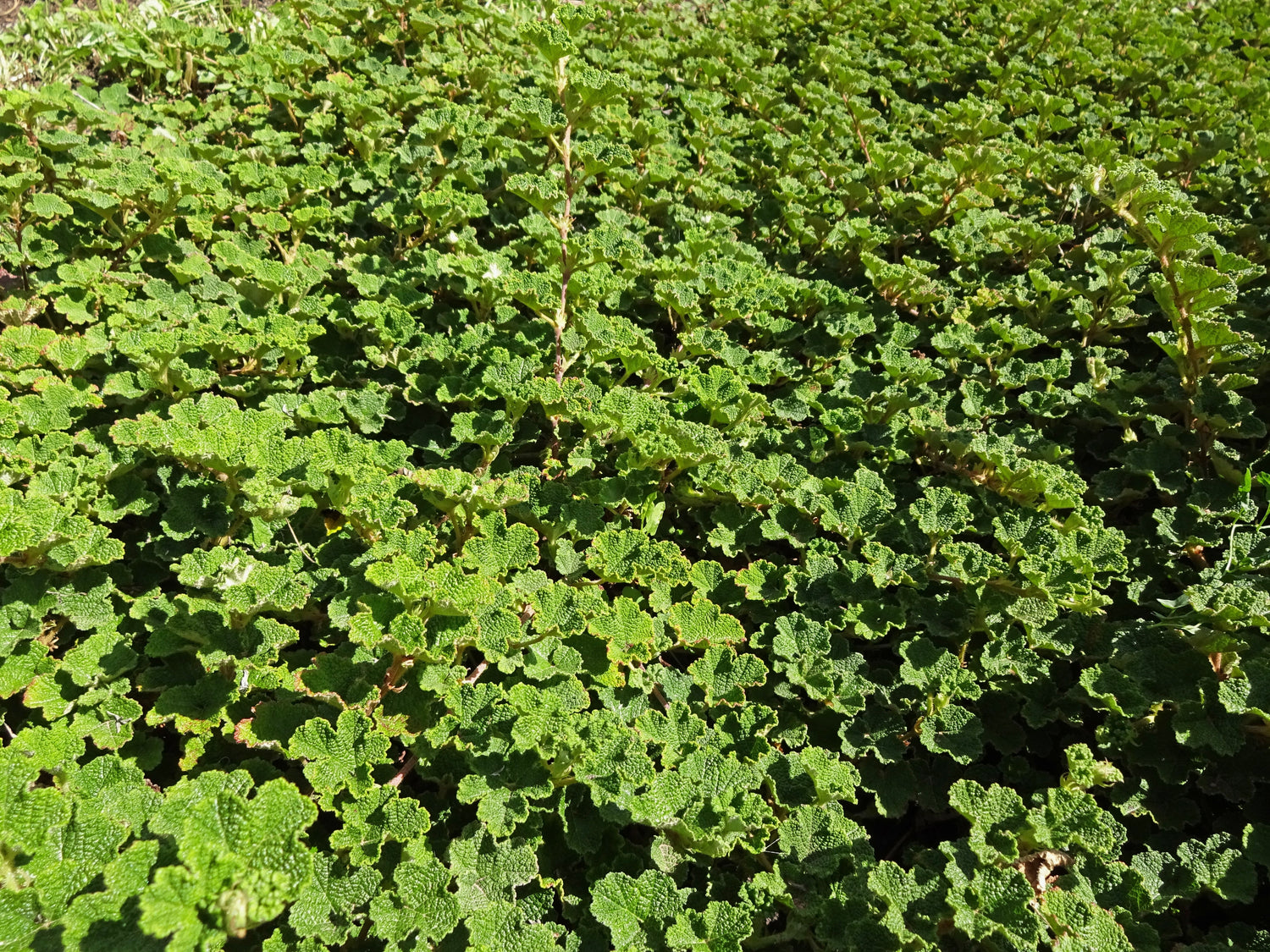 Orange Kryphallon 'Emerald Carpet' P9 kruka (Rubus rolfei)