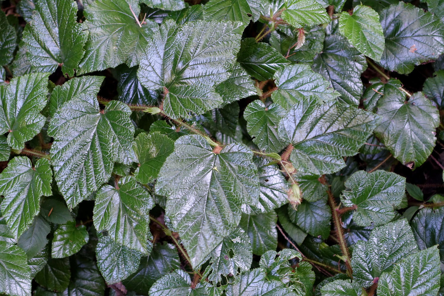 Kryphallon C2 kruka (Rubus tricolor)