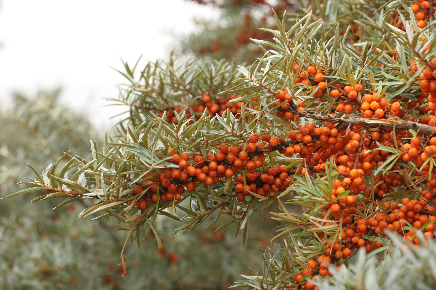 Havtorn 'Friesdorfer Orange' Planta 40-50 cm (Hippophae rhamnoides)