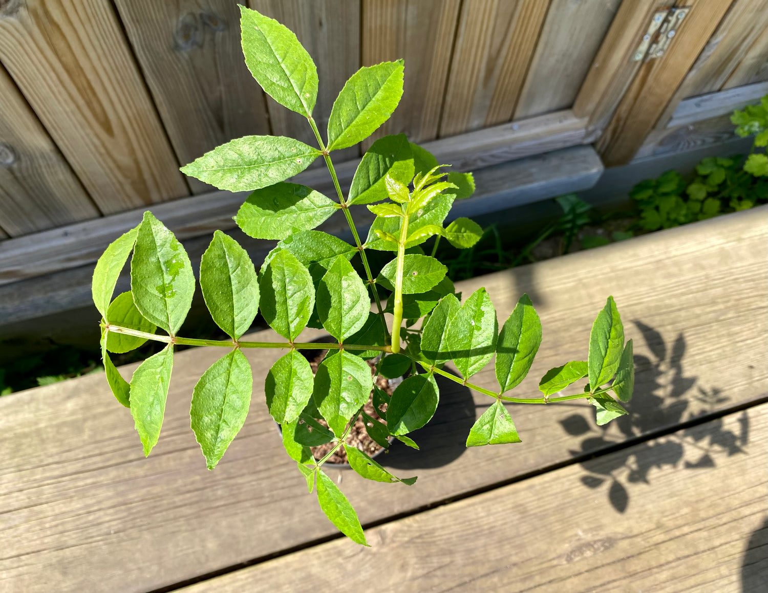 Sichuanpeppar / Kinesiskt Pepparträd i olika storlekar 30-90 cm (Zanthoxylum simulans)