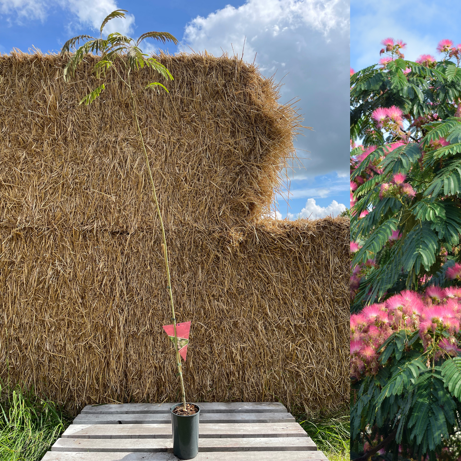 Silkesträd i olika storlekar 80-200 cm (Albizia julibrissin)