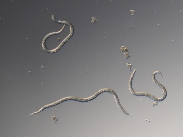 Nematoder mot Trädgårdsborrar