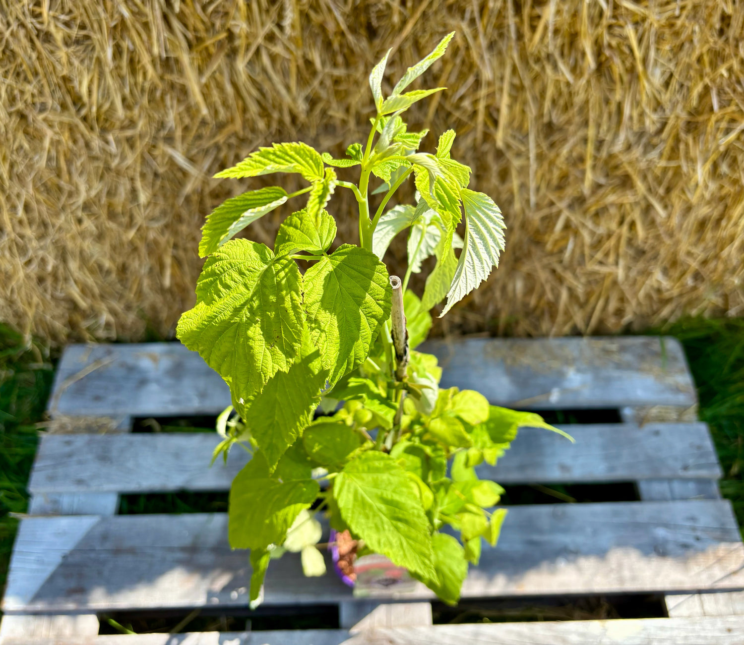 Svart Hallon 'Black Jewel' Planta 60-80 cm (Rubus occidentalis)