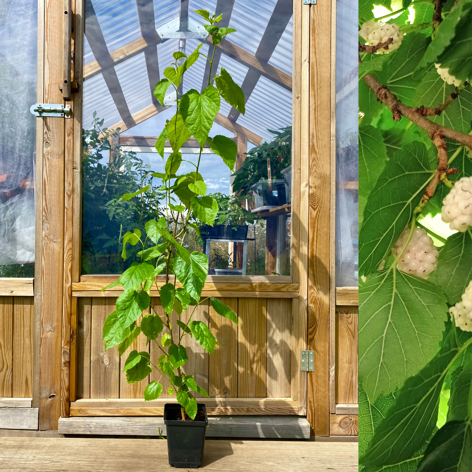 Vitt Mullbärsträd i olika storlekar 80-160 cm (Morus alba)