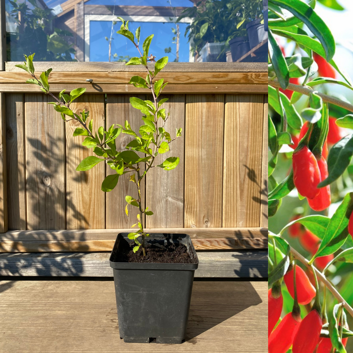 Gojibär / Bocktörne 20-40 cm (Lycium barbarum)