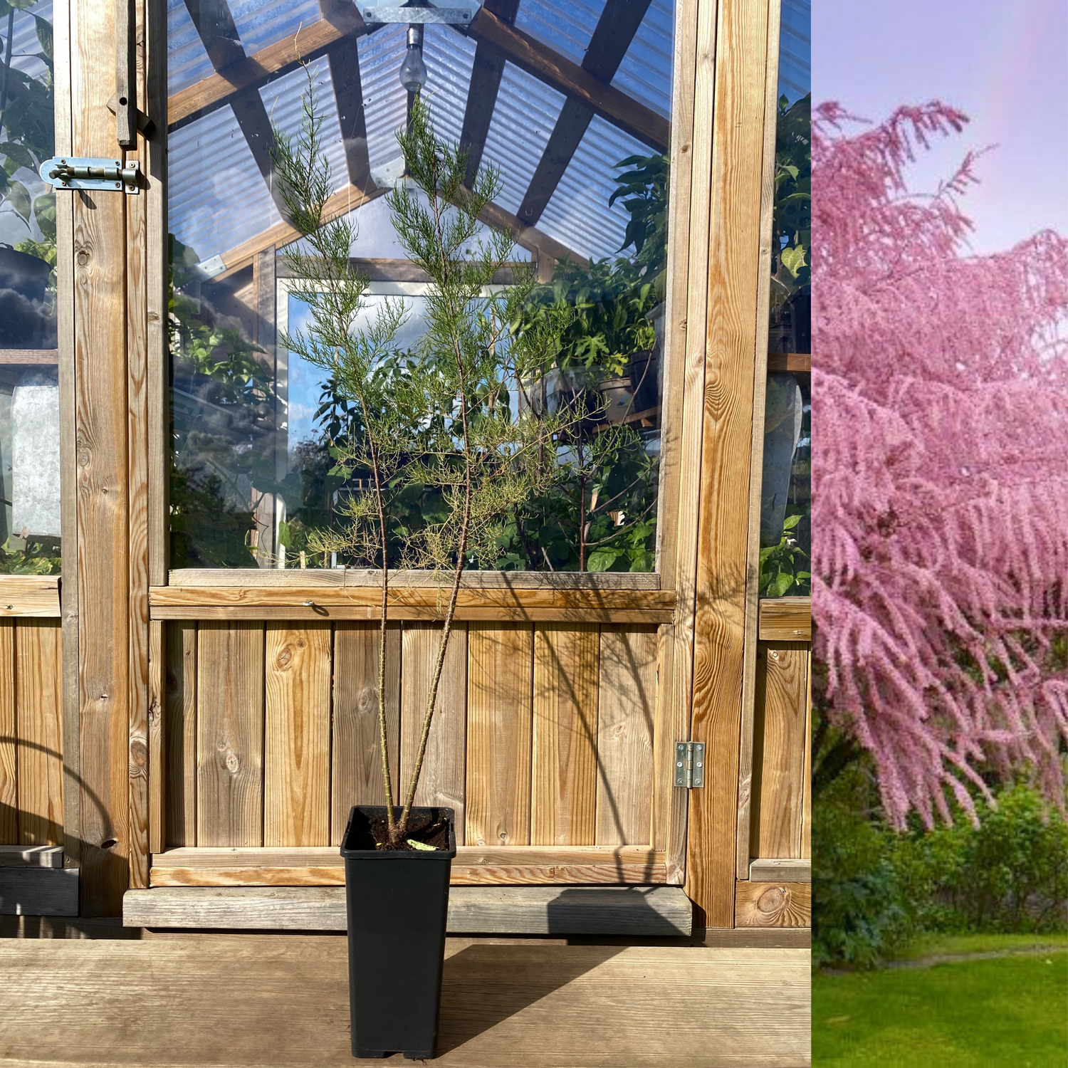 Prakttamarisk i olika storlekar 80-110 cm (Tamarix tetrandra)