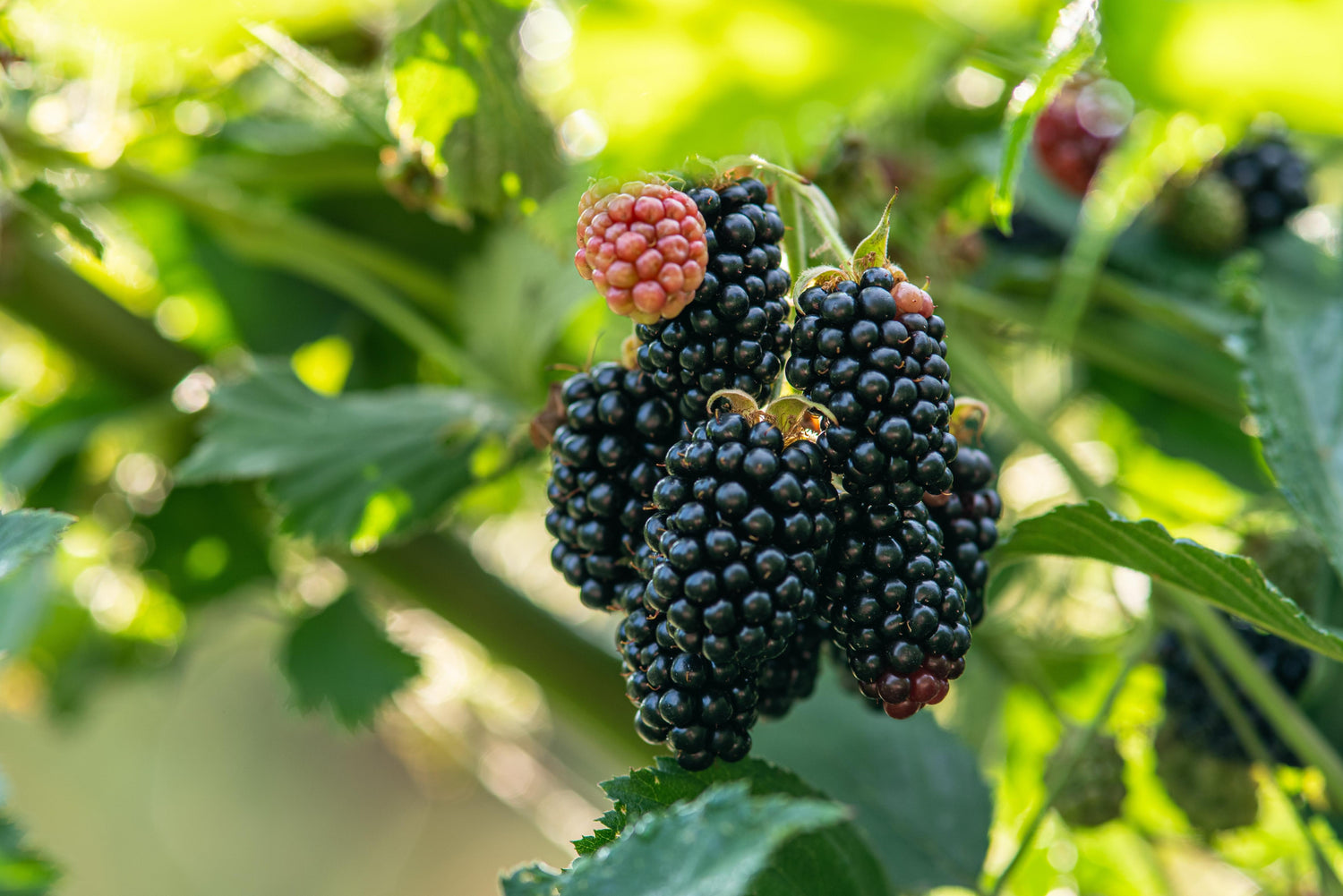 Björnbär Taggfri 'Thornless Evergreen' 60-70 cm (Rubus laciniatus)