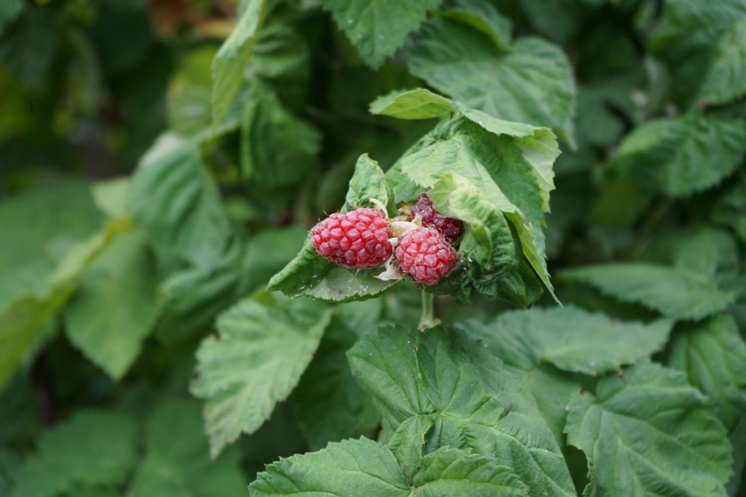 Taybär 'Buckingham Tayberry' Taggfri 60-80 cm (Rubus fruticosus x ideaus)
