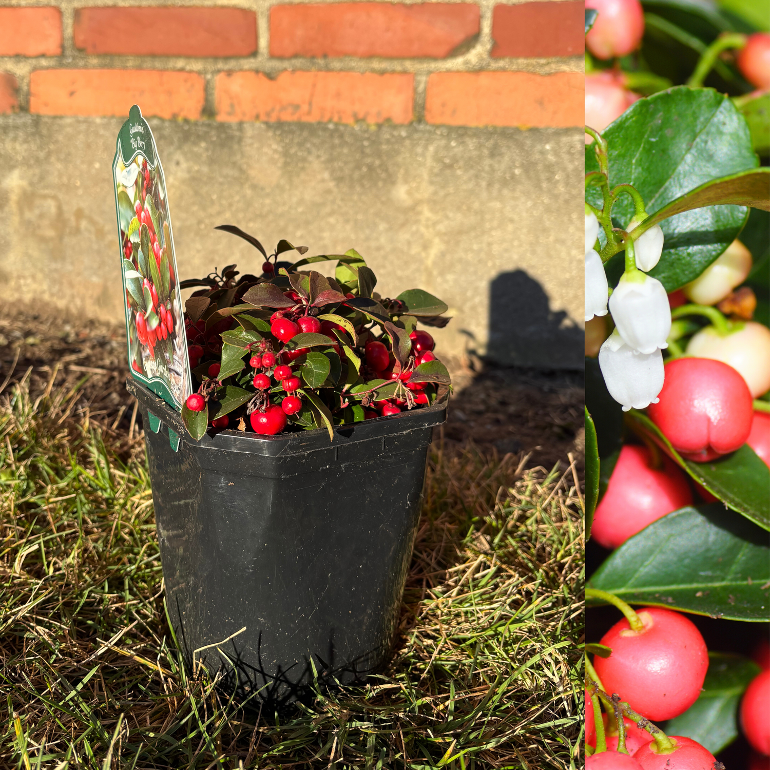 Tebär / Tuvvaktelbär 'Big Berry' (Gaultheria procumbens)