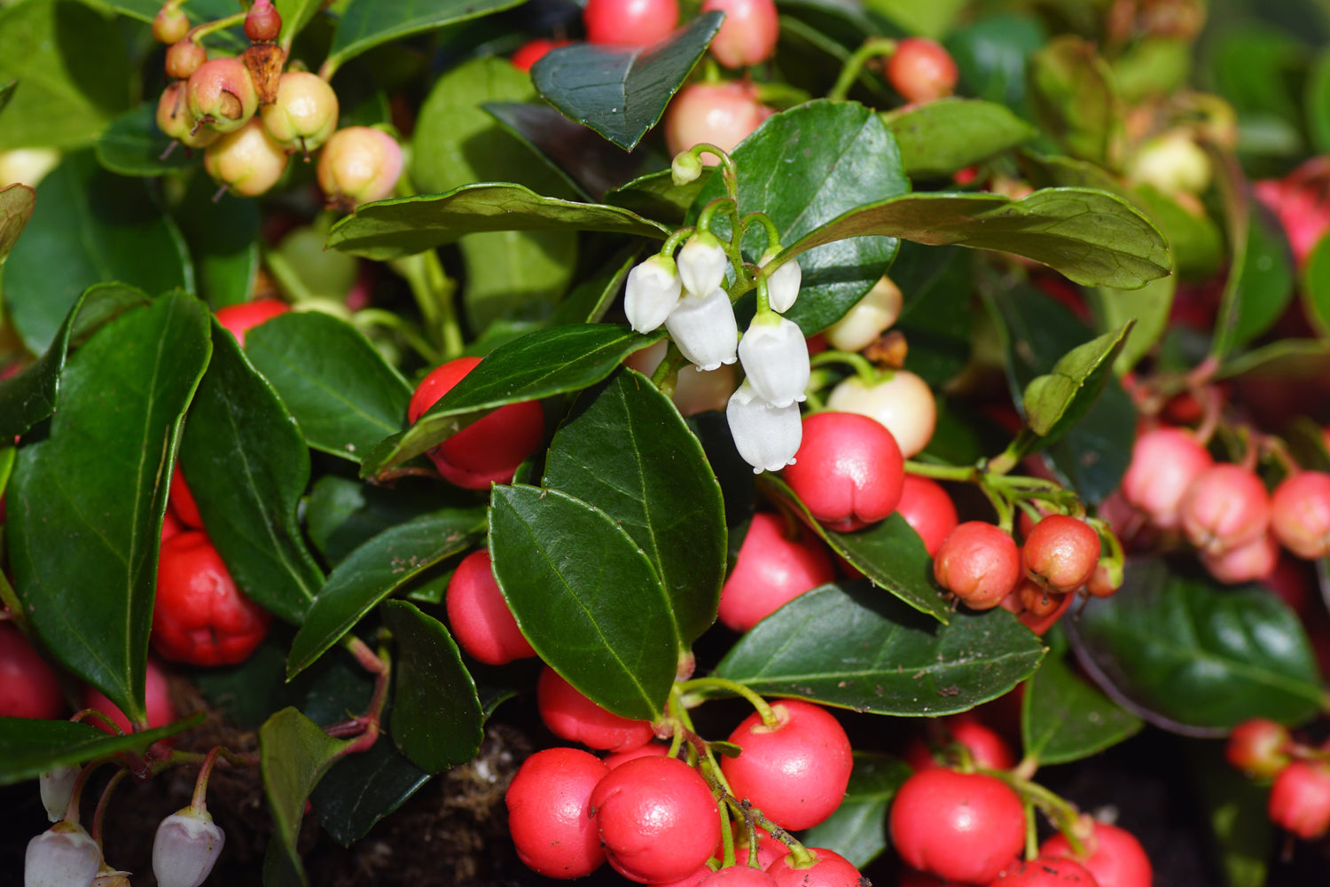 Tebär / Tuvvaktelbär 'Big Berry' (Gaultheria procumbens)