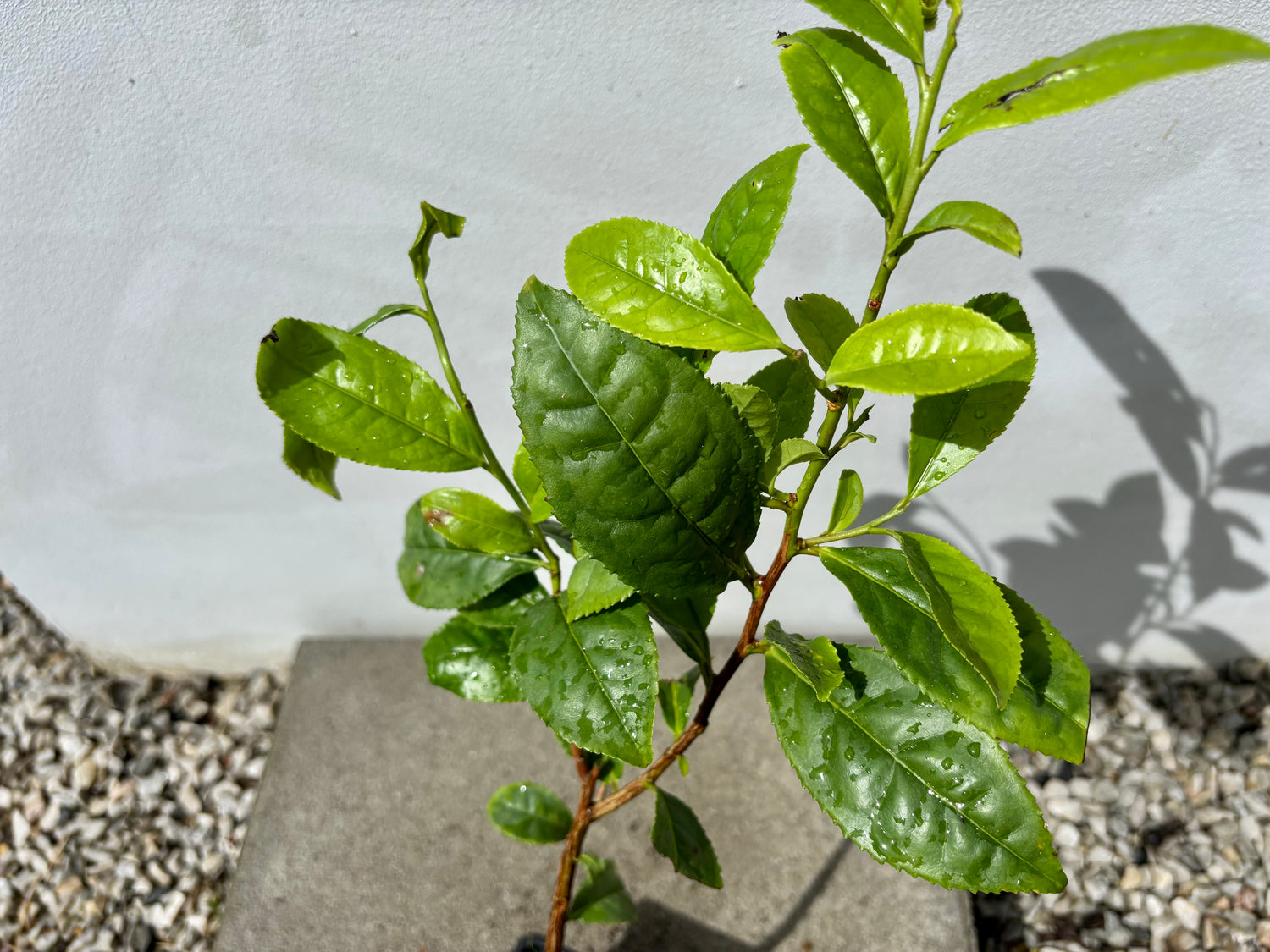 Tebuske 'Georgian Classic': Härdig sort (Camellia sinensis var. sinensis) 30-40 cm
