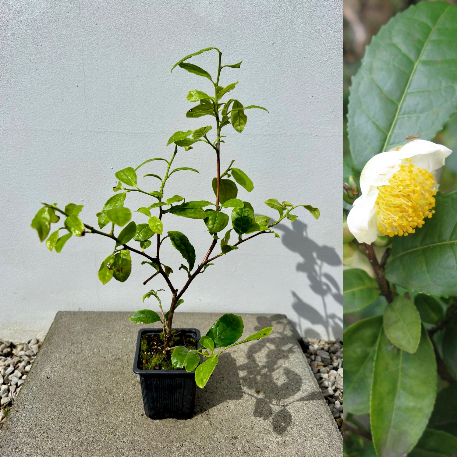 Tebuske 'Kolkhida': Härdig sort (Camellia sinensis var. sinensis) 30-40 cm