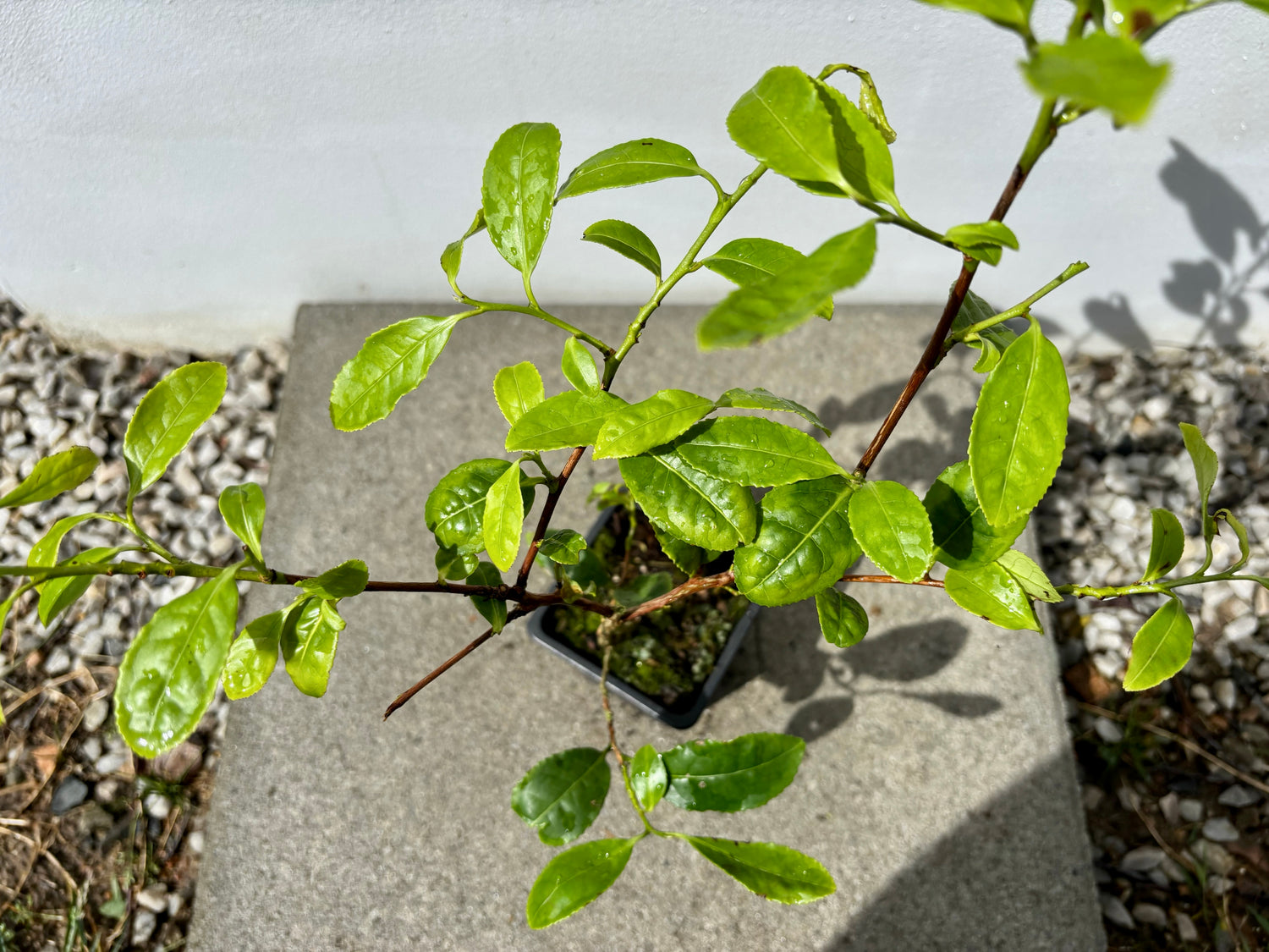 Tebuske 'Kolkhida': Härdig sort (Camellia sinensis var. sinensis) 30-40 cm