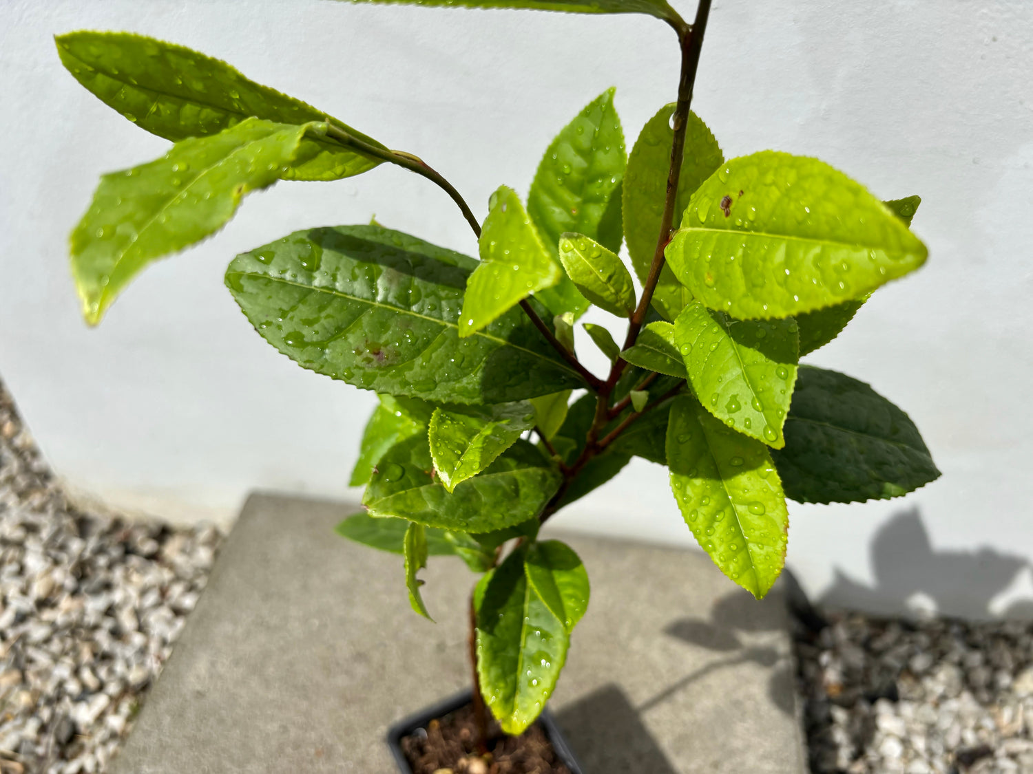 Tebuske 'Kymin': Härdig sort (Camellia sinensis var. sinensis) 30-40 cm