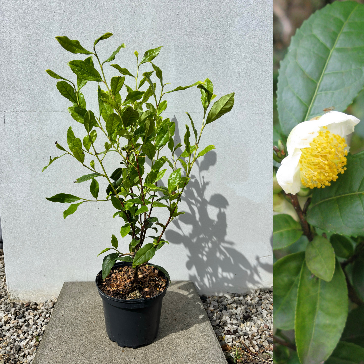 Tebuske 'Longjing 43': Härdig sort (Camellia sinensis var. sinensis) 40-50 cm