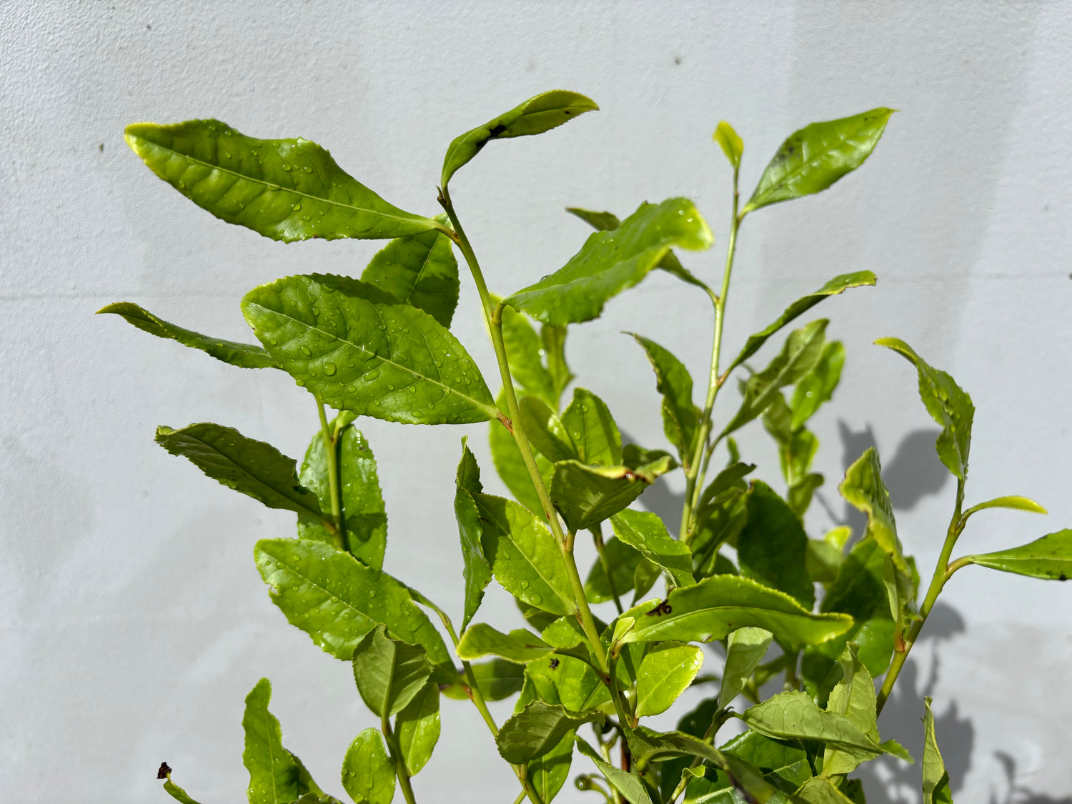 Tebuske 'Longjing 43': Härdig sort (Camellia sinensis var. sinensis) 40-50 cm