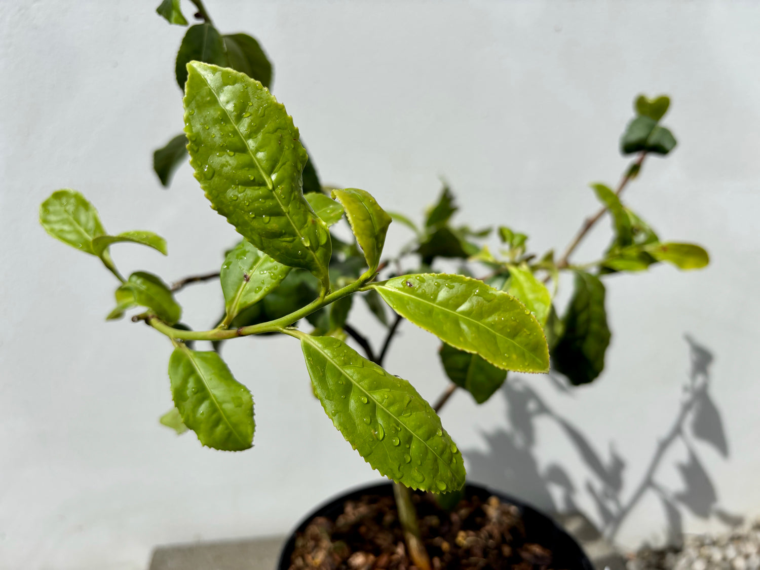 Tebuske 'Tieguanyin': Härdig sort (Camellia sinensis var. sinensis) 40-50 cm
