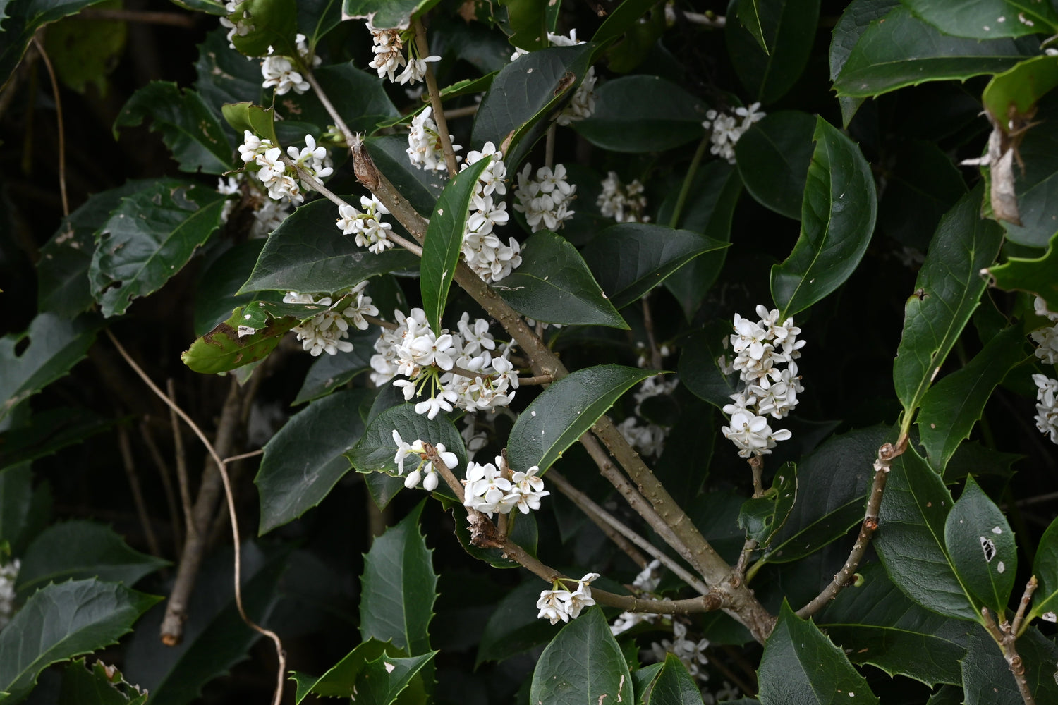 Tedoftbuske (Osmanthus yunnanensis) 60-80 cm