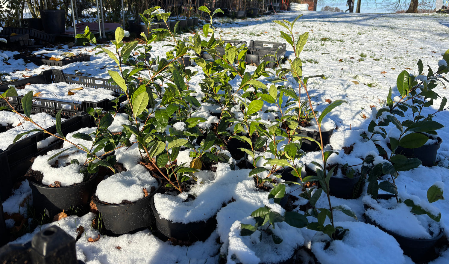 Tebuske 'Tearoma®': Härdig sort (Camellia sinensis) 30-40 cm
