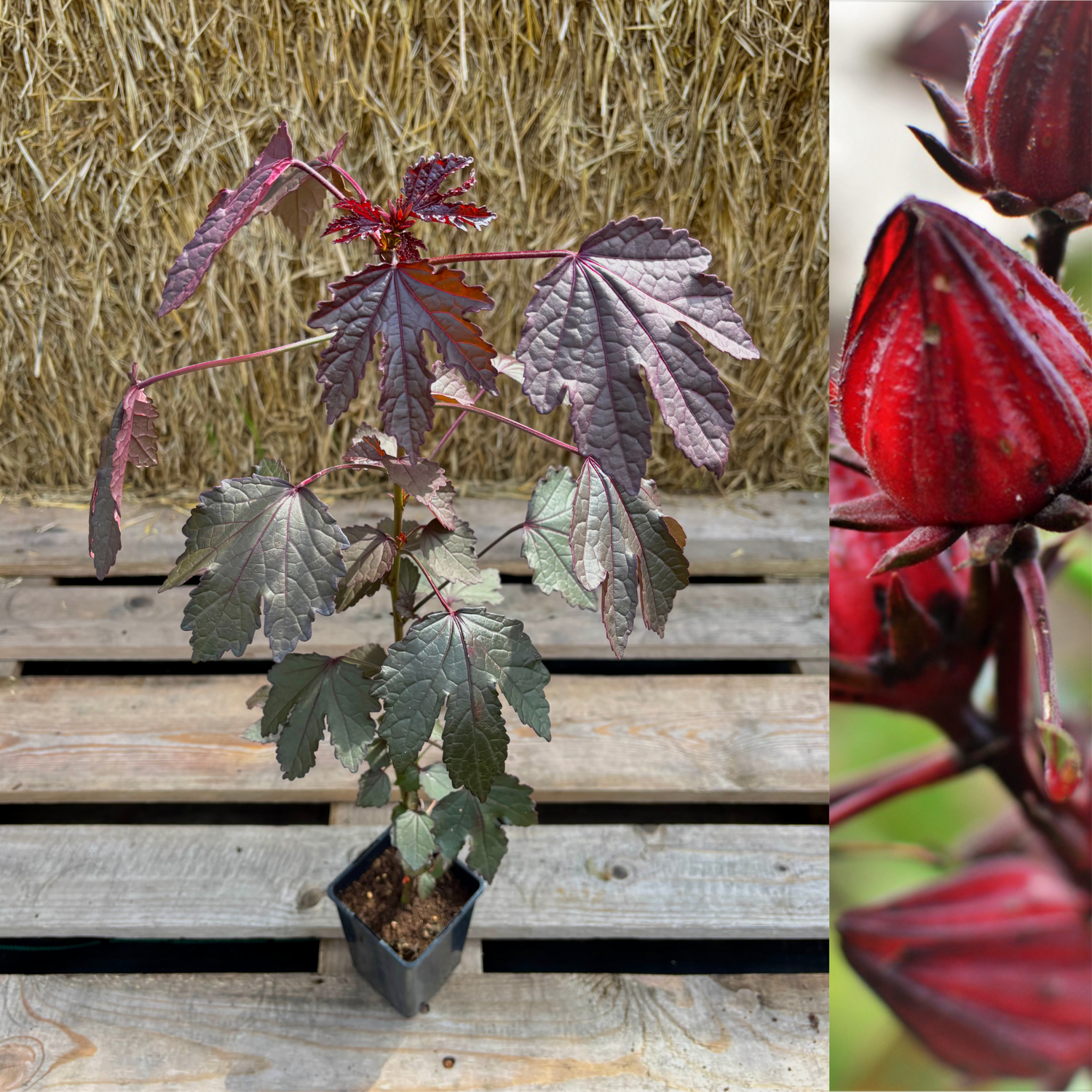Tranbärsroselle / Blodhibiskus i olika storlekar 60-130 cm (Hibiscus acetosella)