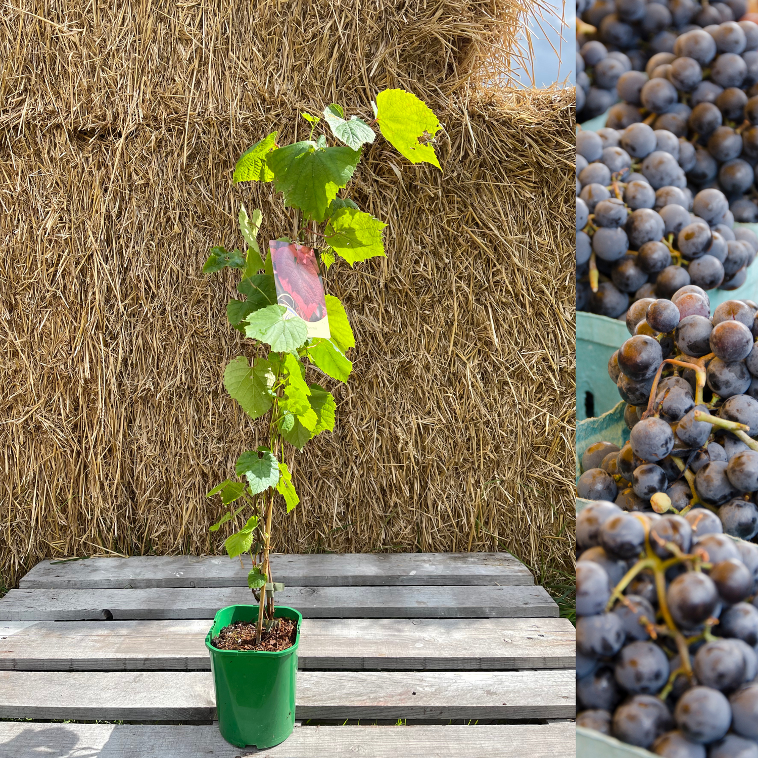 Vindruva / Amurvin: Mycket Härdig Vinranka 60-80 cm (Vitis amurensis)