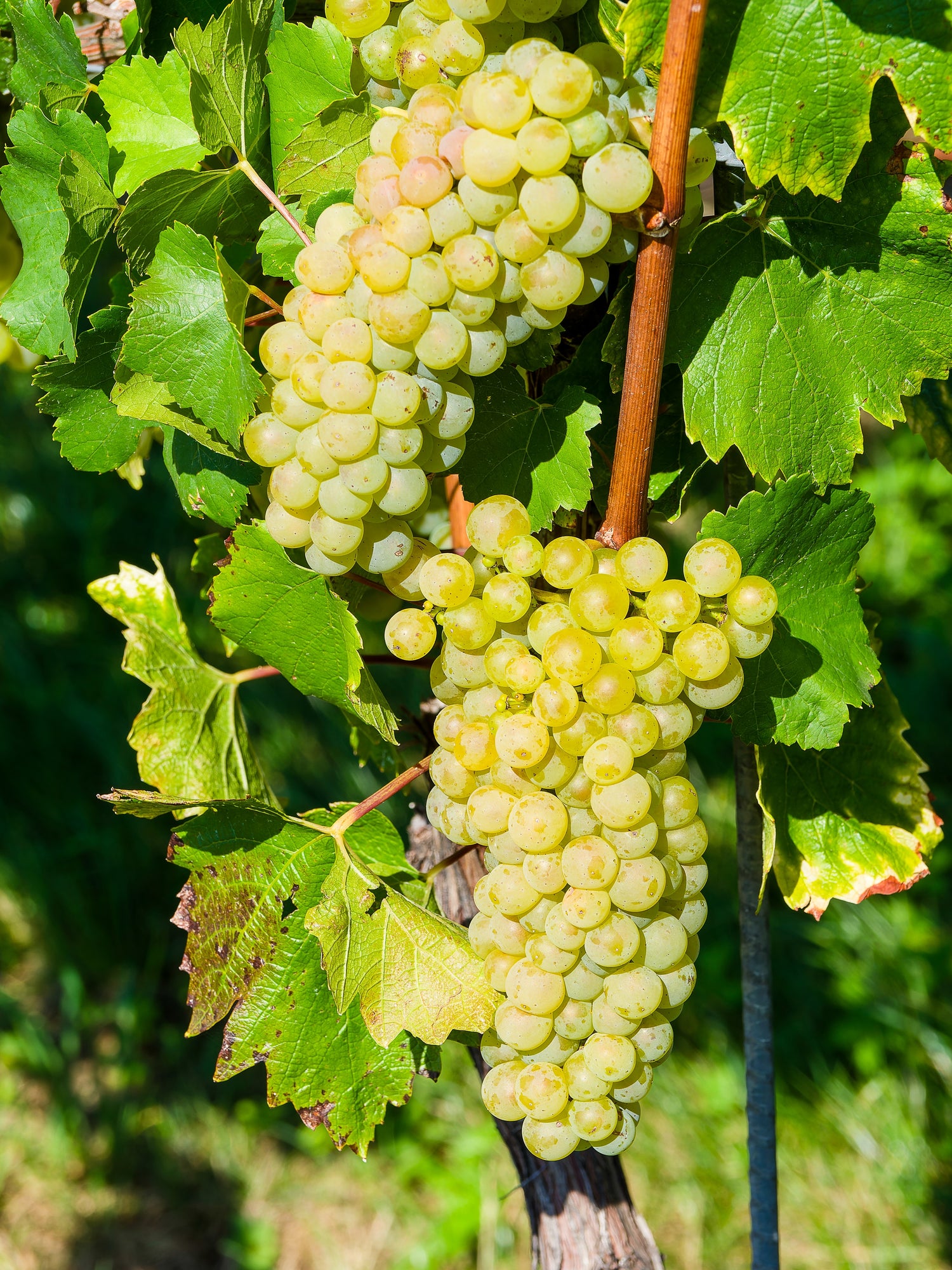 Vindruva 'Himrod': Självfertil & Kärnfri Sort 40-50 cm (Vitis labrusca × vinifera)