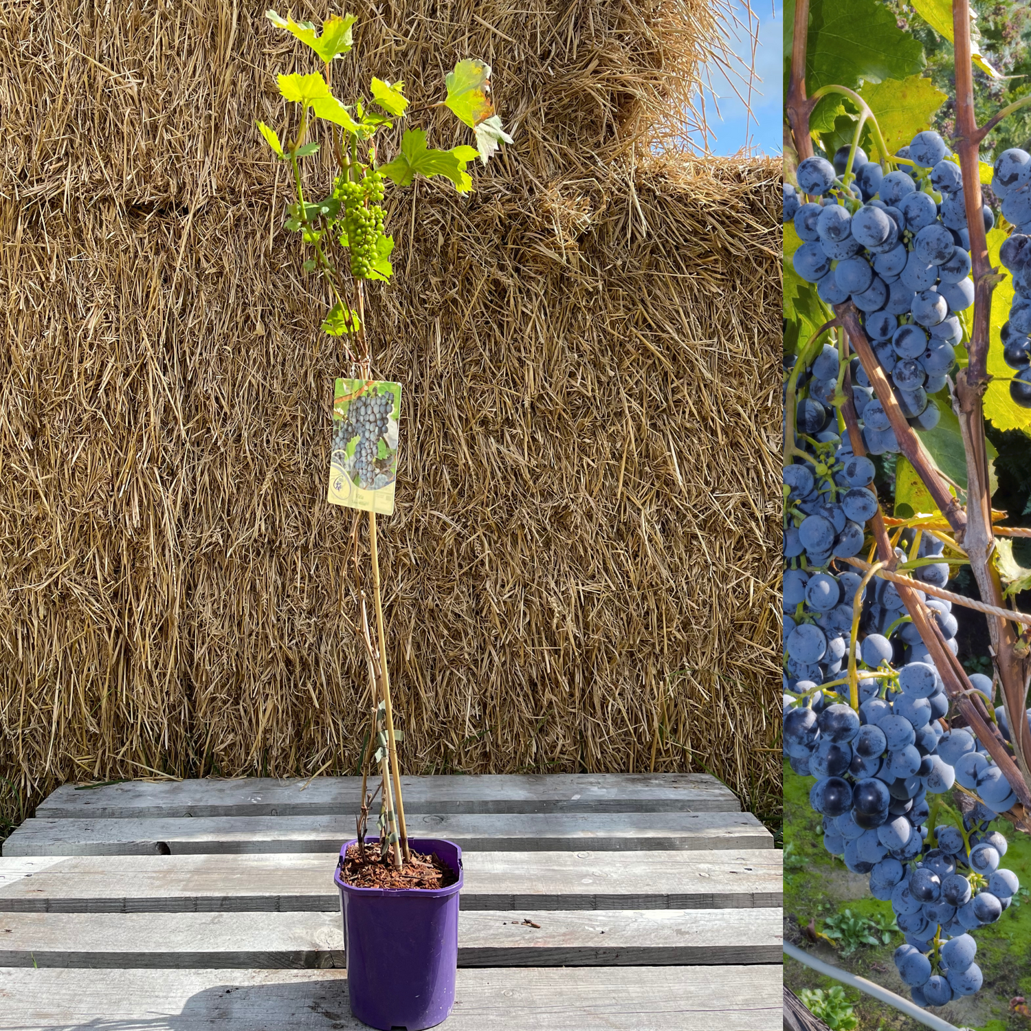 Vindruva 'Leon Millot' 60-80 cm (Vitis vinifera x riparia)