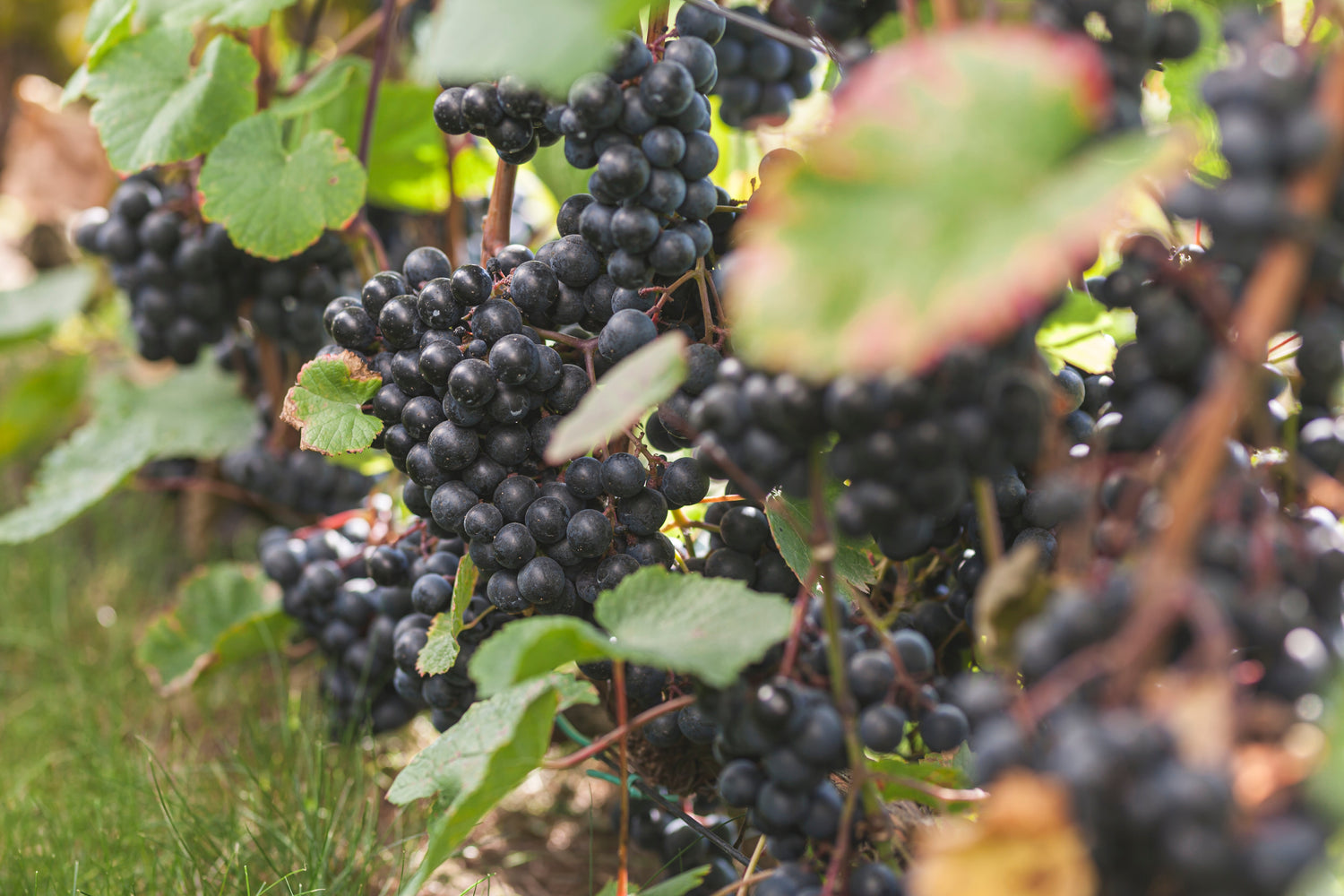 Vindruva 'Rondo' 60-80 cm (Vitis vinifera x amurensis)