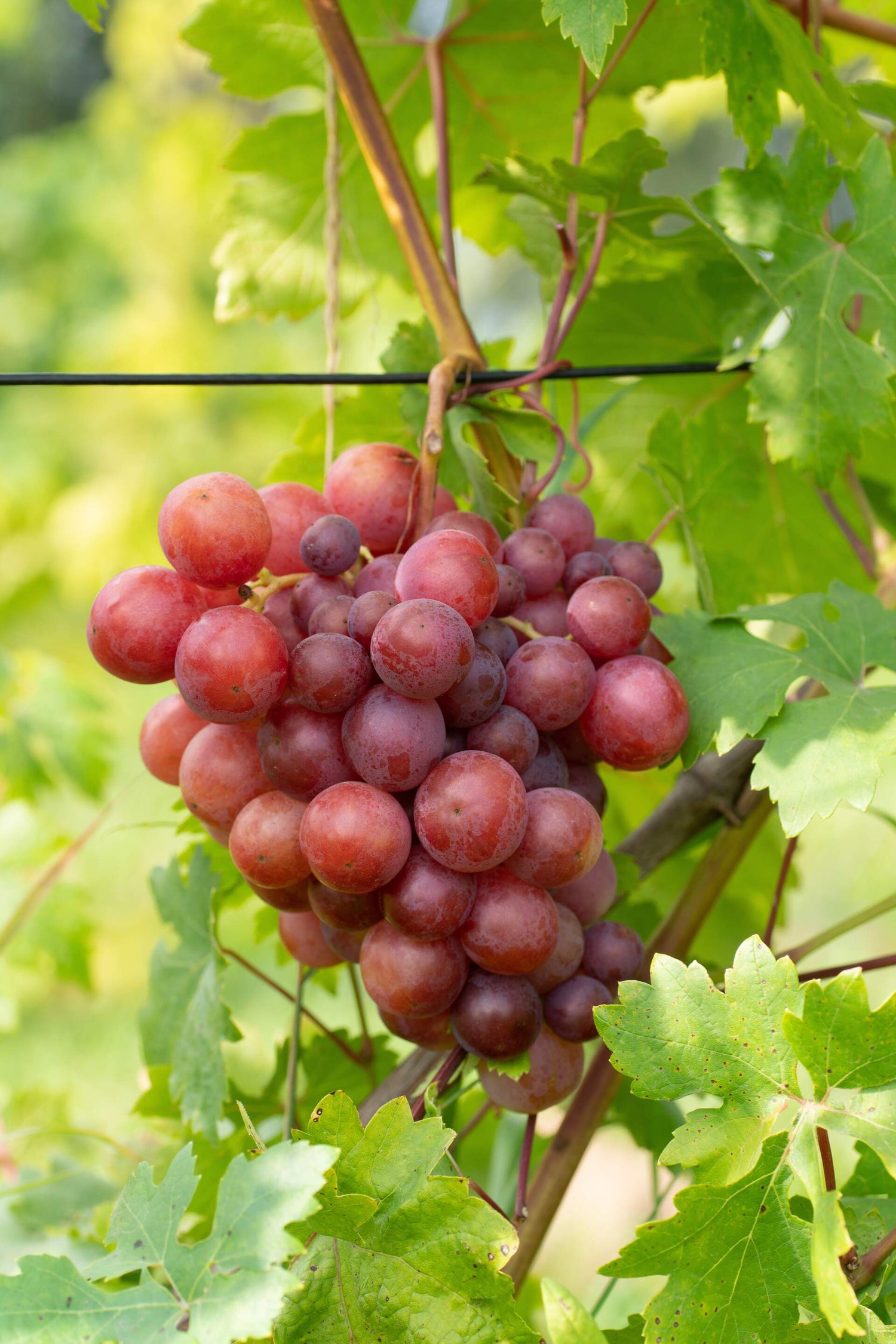 Vindruva 'Swenson Red' 60-80 cm (Vitis vinifera)
