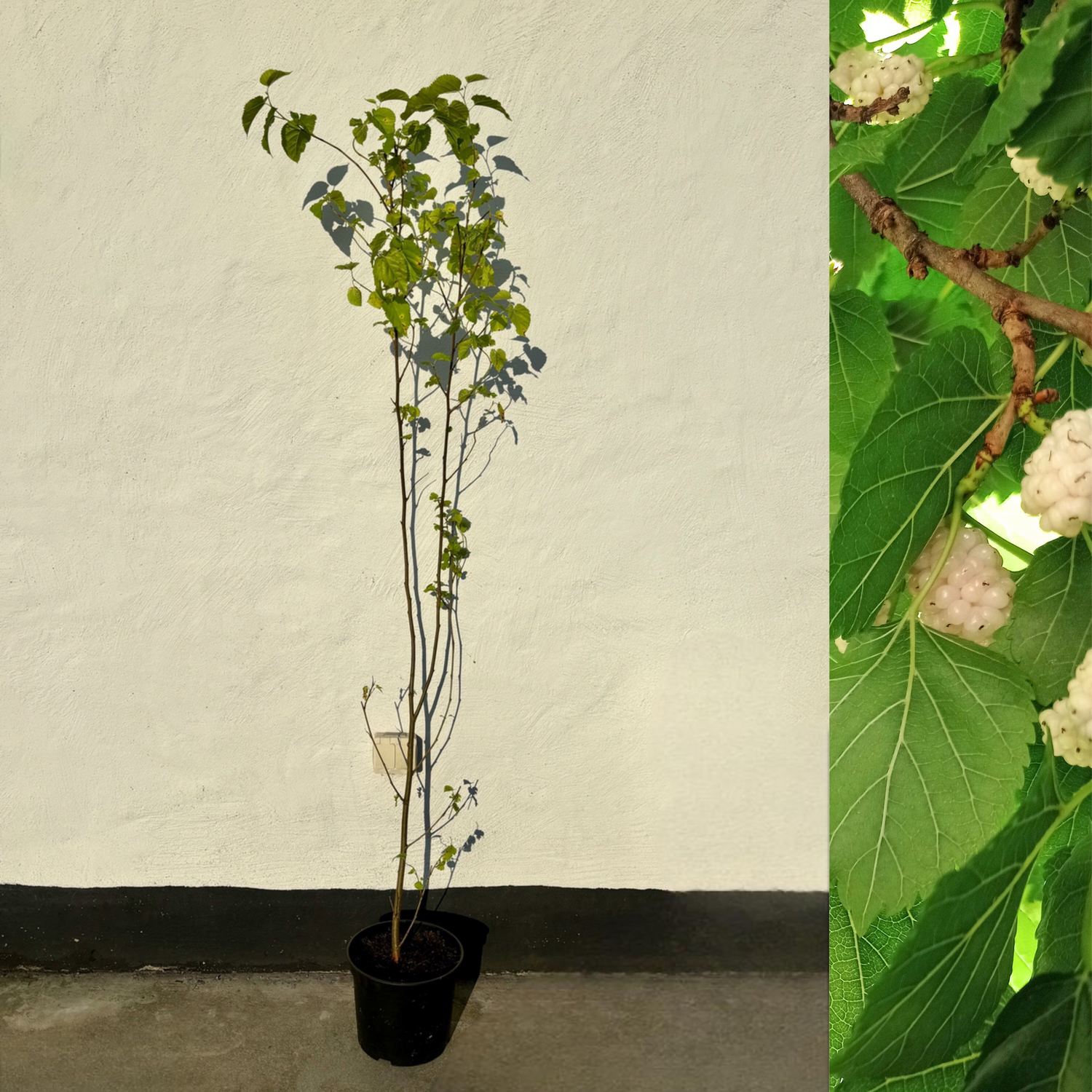 Vitt Mullbärsträd i olika storlekar 80-160 cm (Morus alba)