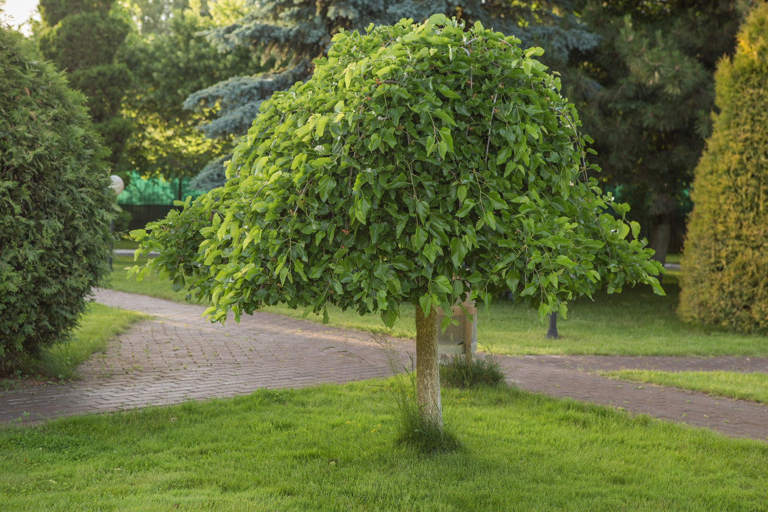 Vitt Mullbärsträd 'Pendula' 180-200 cm (Morus alba)