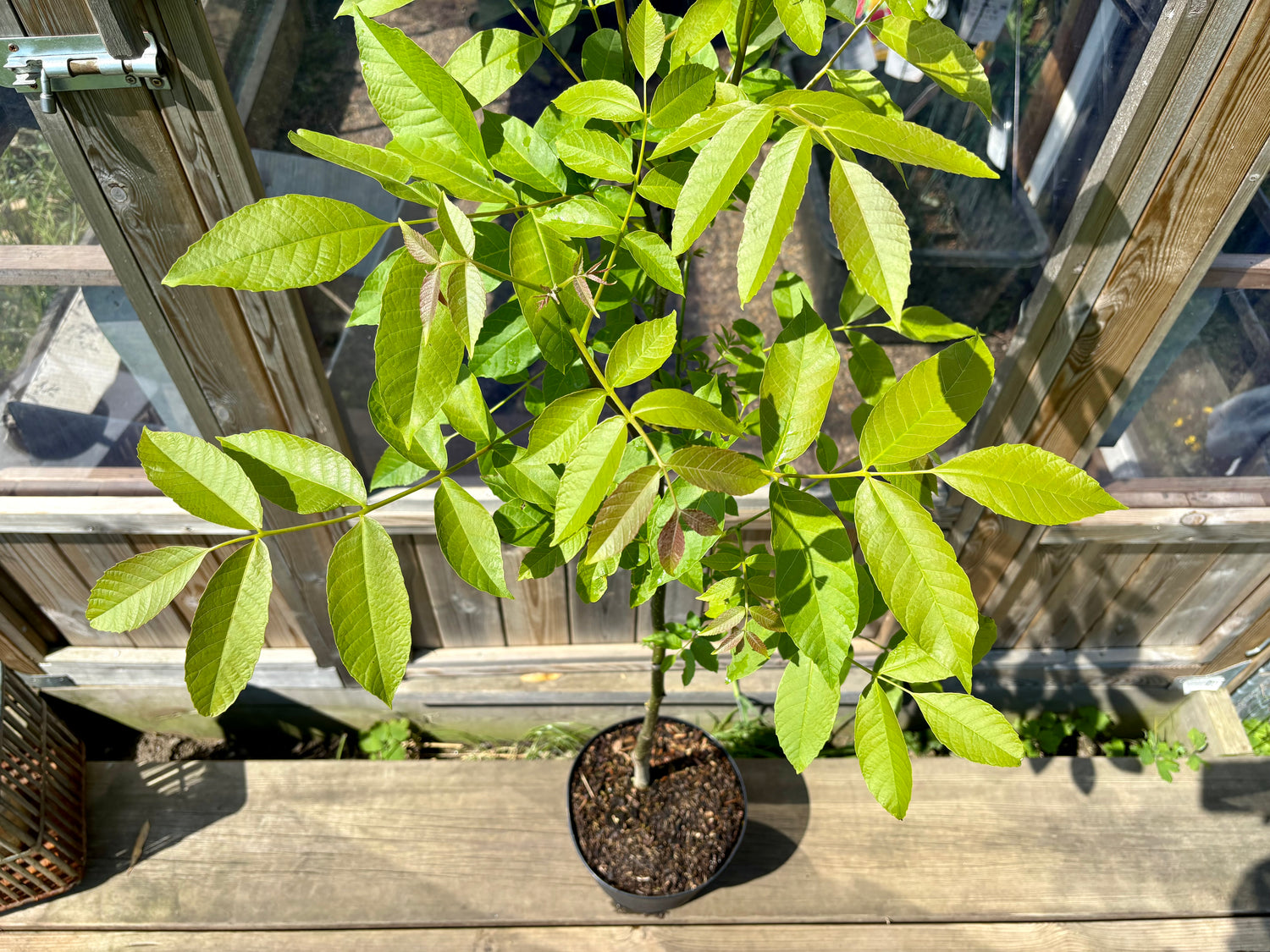 Äkta Valnötsträd i olika storlekar: Extra Härdiga exemplar 30-160 cm (Juglans regia)