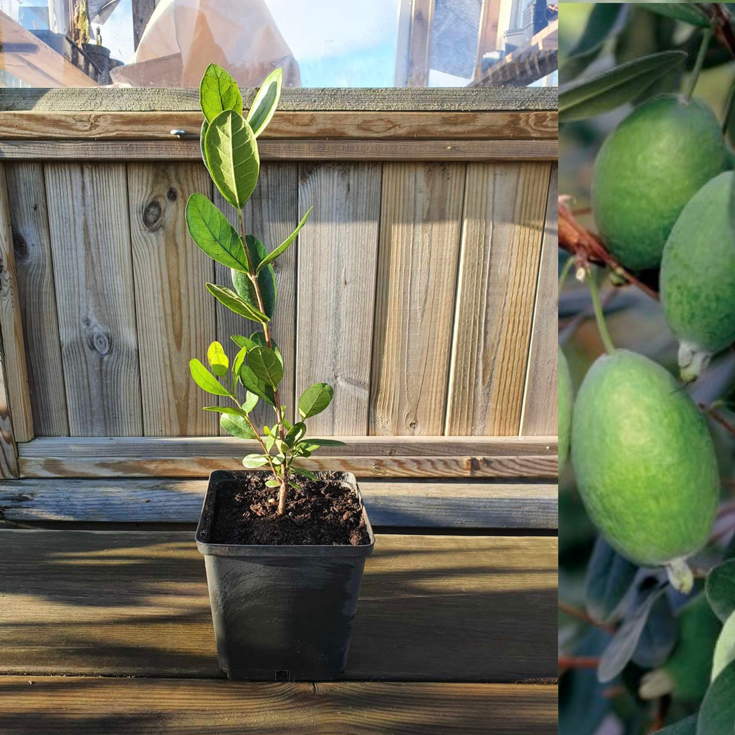 Ananasguava / Feijoa Träd i olika storlekar 20-150 cm (Acca sellowiana)