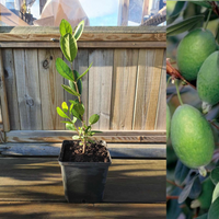 Ananasguava / Feijoa Träd i olika storlekar 20-150 cm (Acca sellowiana)