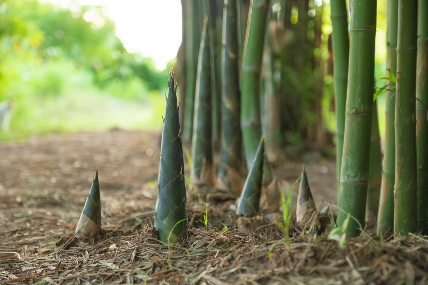 Bambu Ätbar & Härdig: Rökelsebambu 'Green Perfume' 80-120 cm (Phyllostachys atrovaginata)