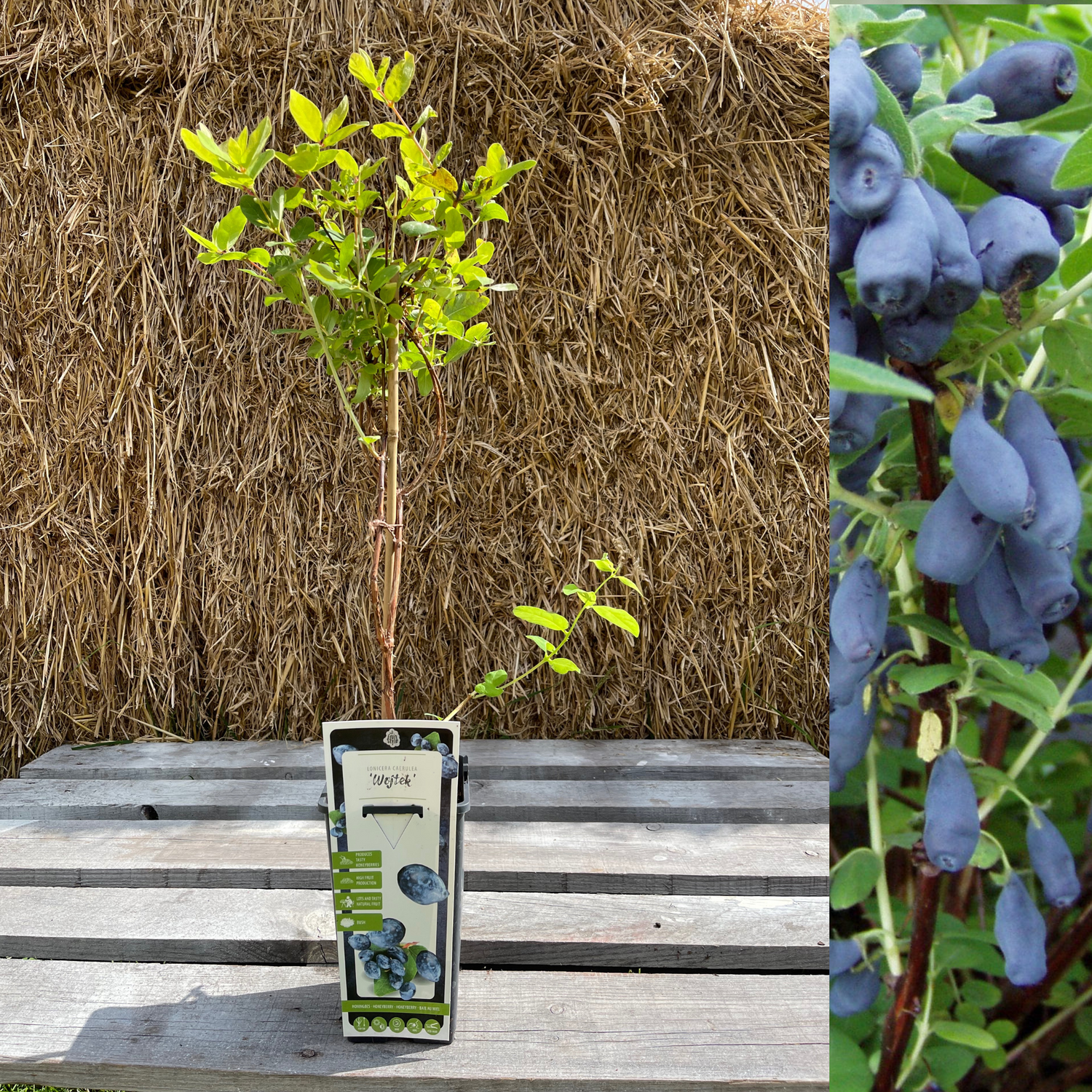Blåbärstry / Honungsbär 'Wojtek' 40-60 cm (Lonicera caerulea var. kamtschatica)