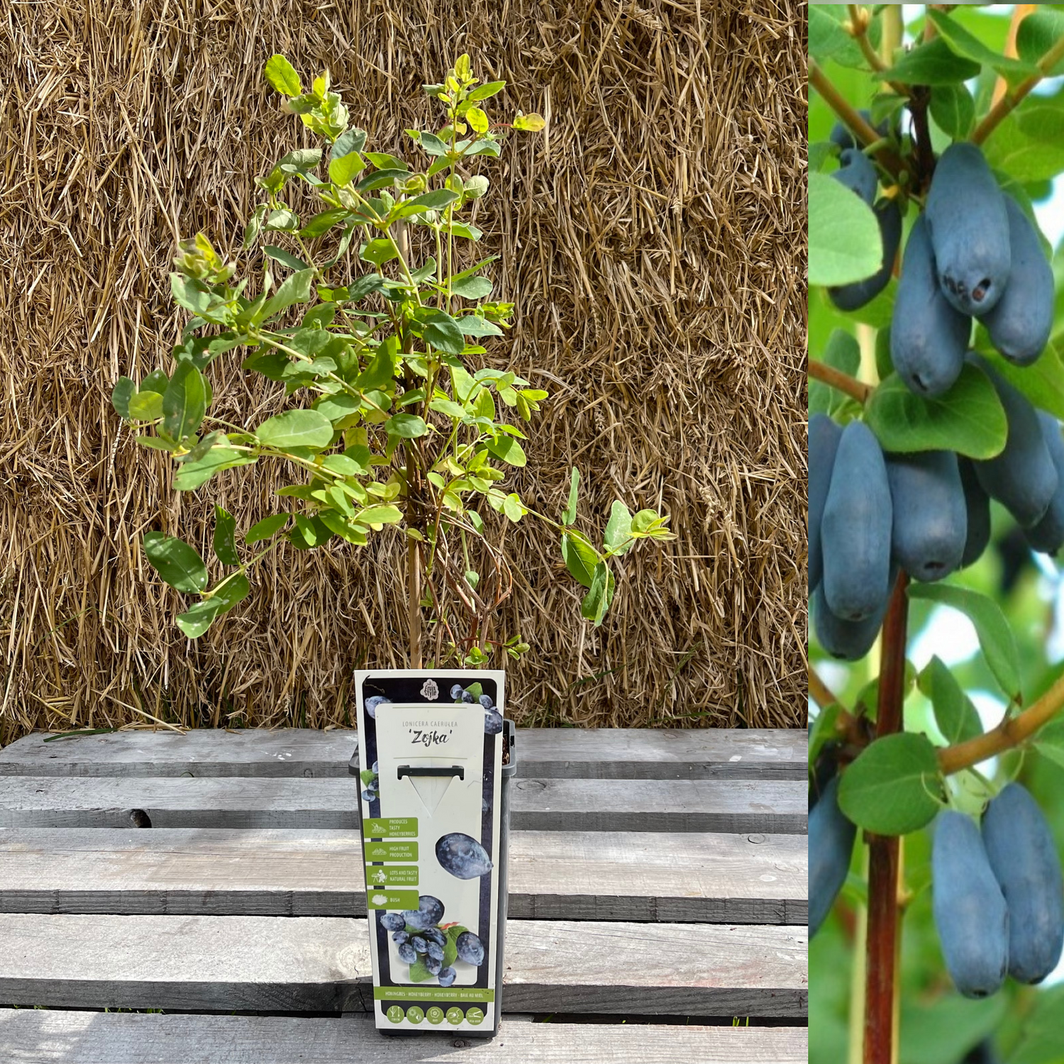 Blåbärstry / Honungsbär 'Zojka' 40-60 cm (Lonicera caerulea var. kamtschatica)