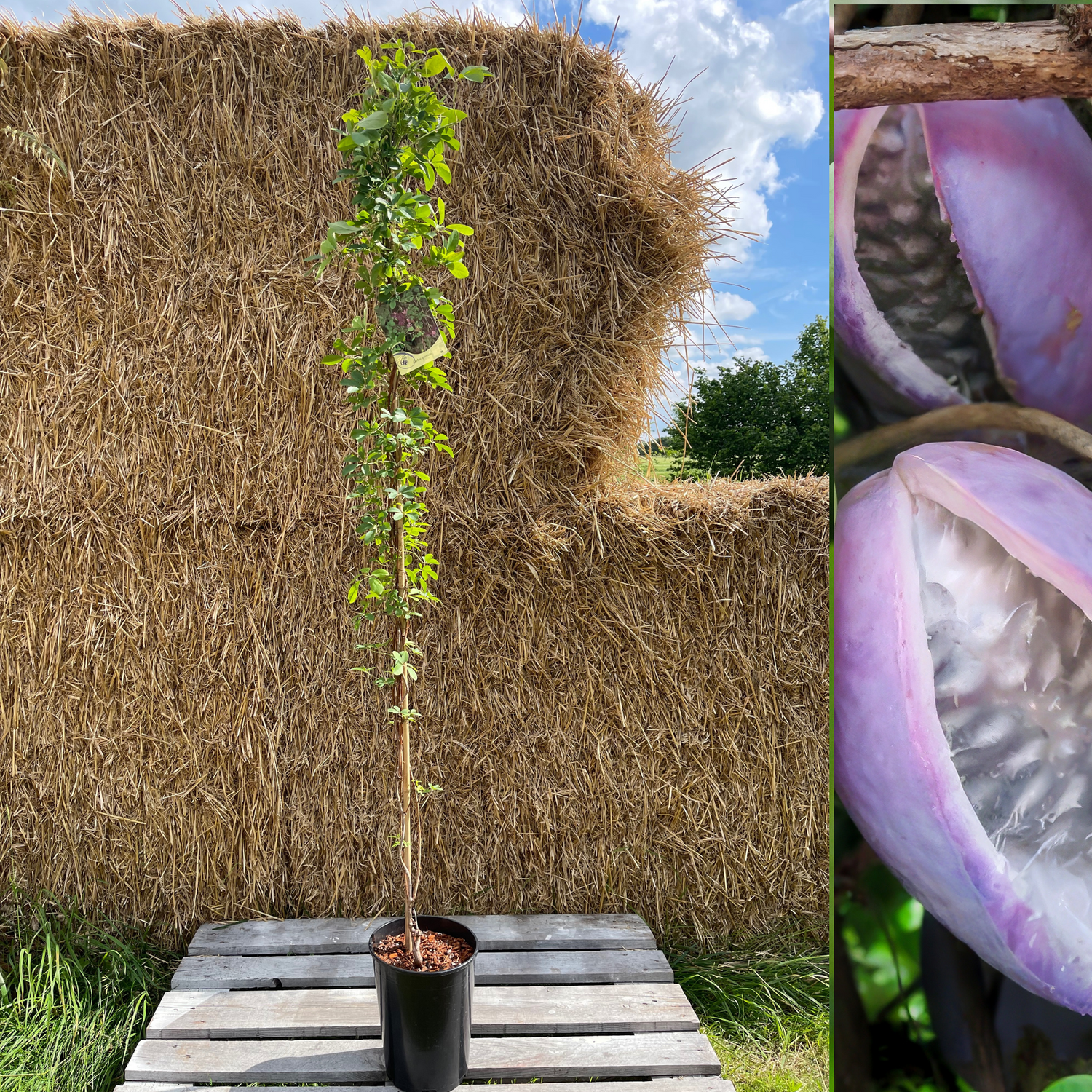 Fembladig Akebia i olika storlekar 100-200 cm (Akebia quinata)