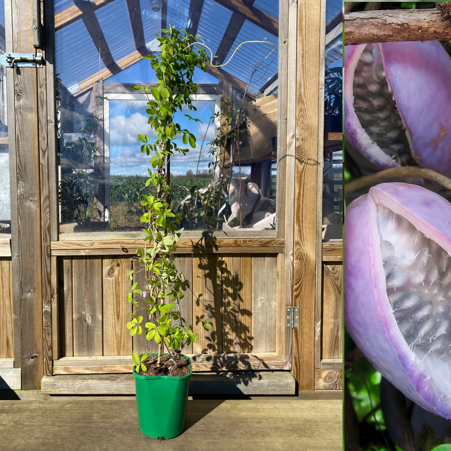 Fembladig Akebia i olika storlekar 100-200 cm (Akebia quinata)