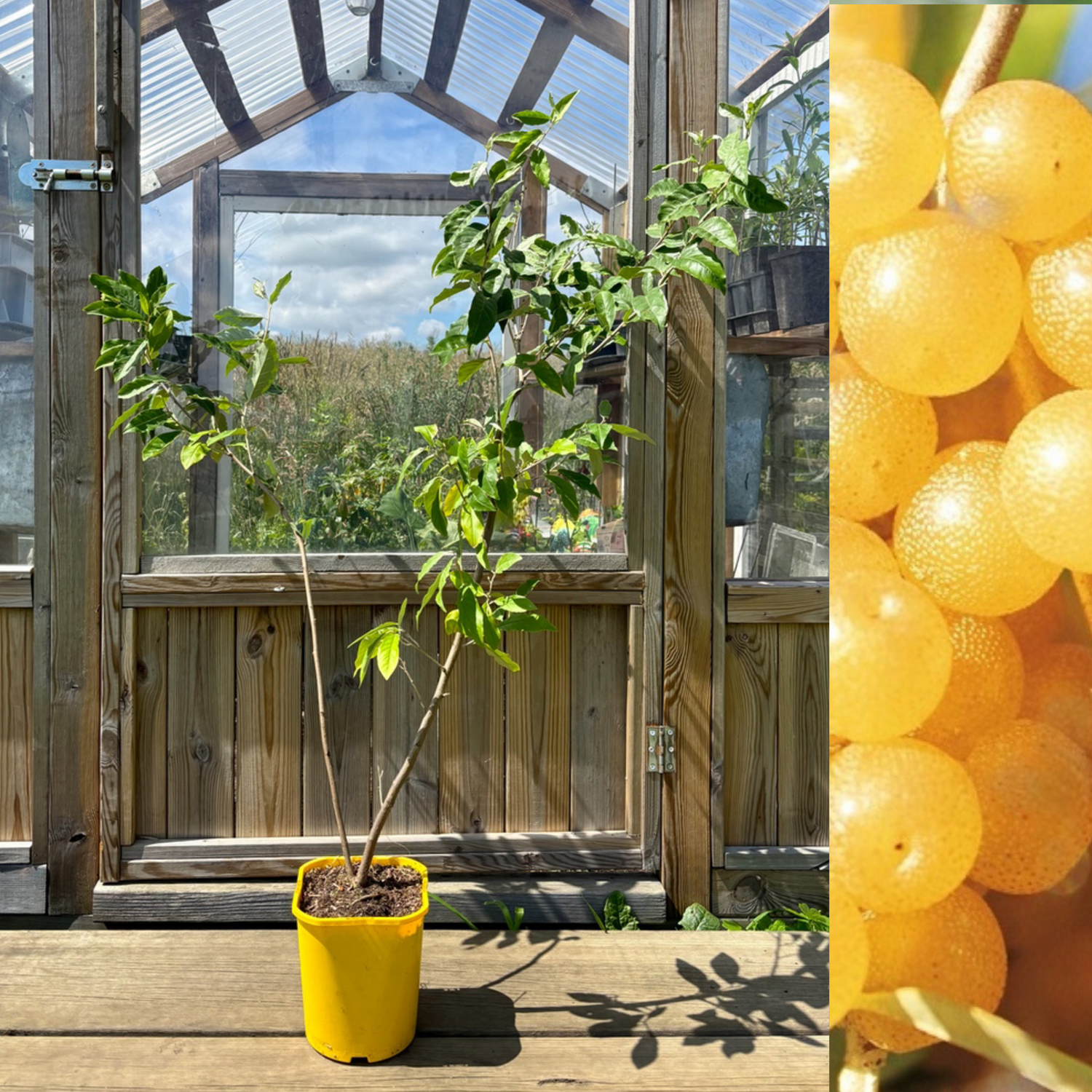 Gul Goumi / Koreansk Silverbuske Pointilla® 'Fortunella' 80-120 cm (Elaeagnus umbellata)