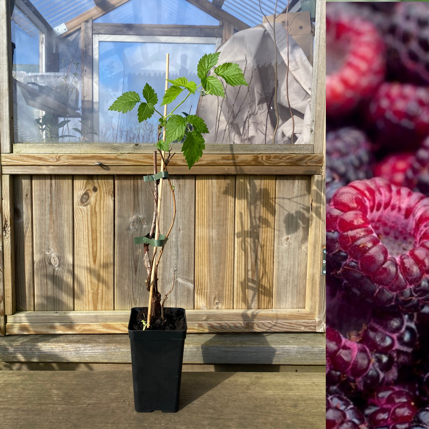 Lila Hallon 'Brandywine' Planta 20-40 cm (Rubus occidentalis x idaeus)