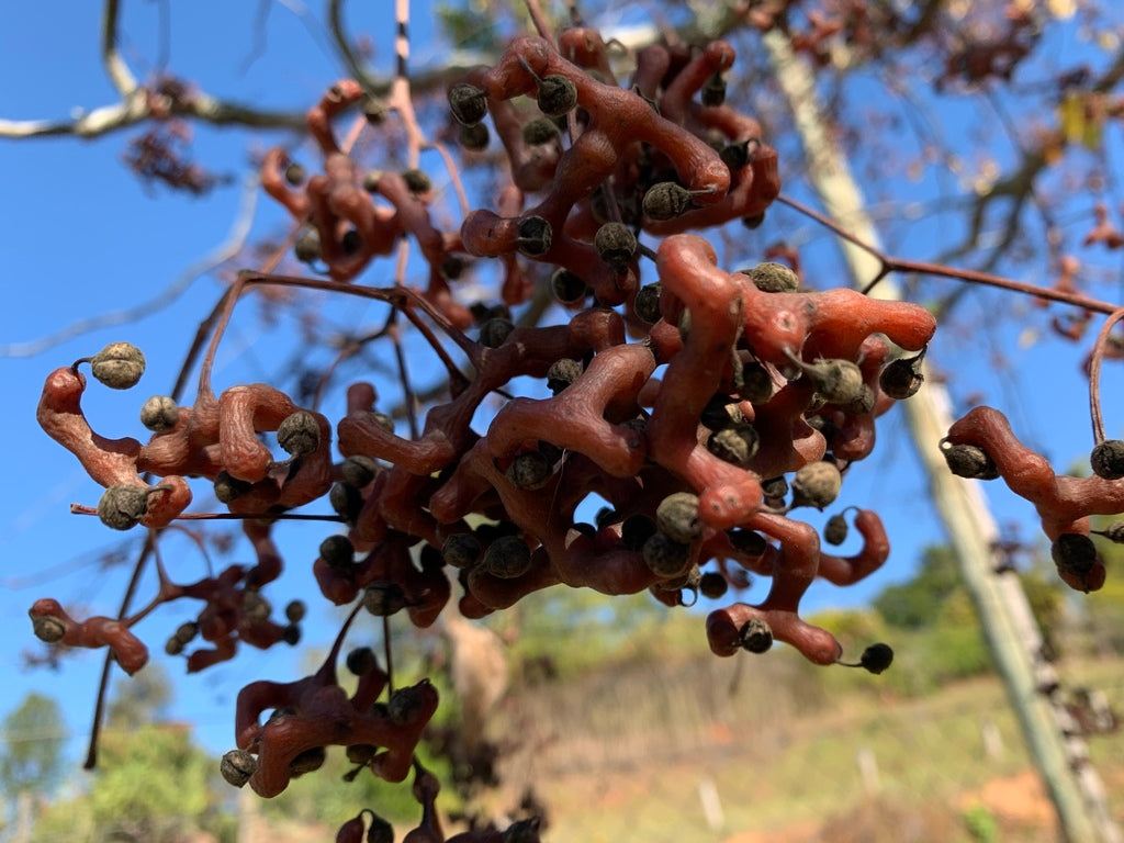 Japanskt Russinträd 100-130 cm (Hovenia dulcis)