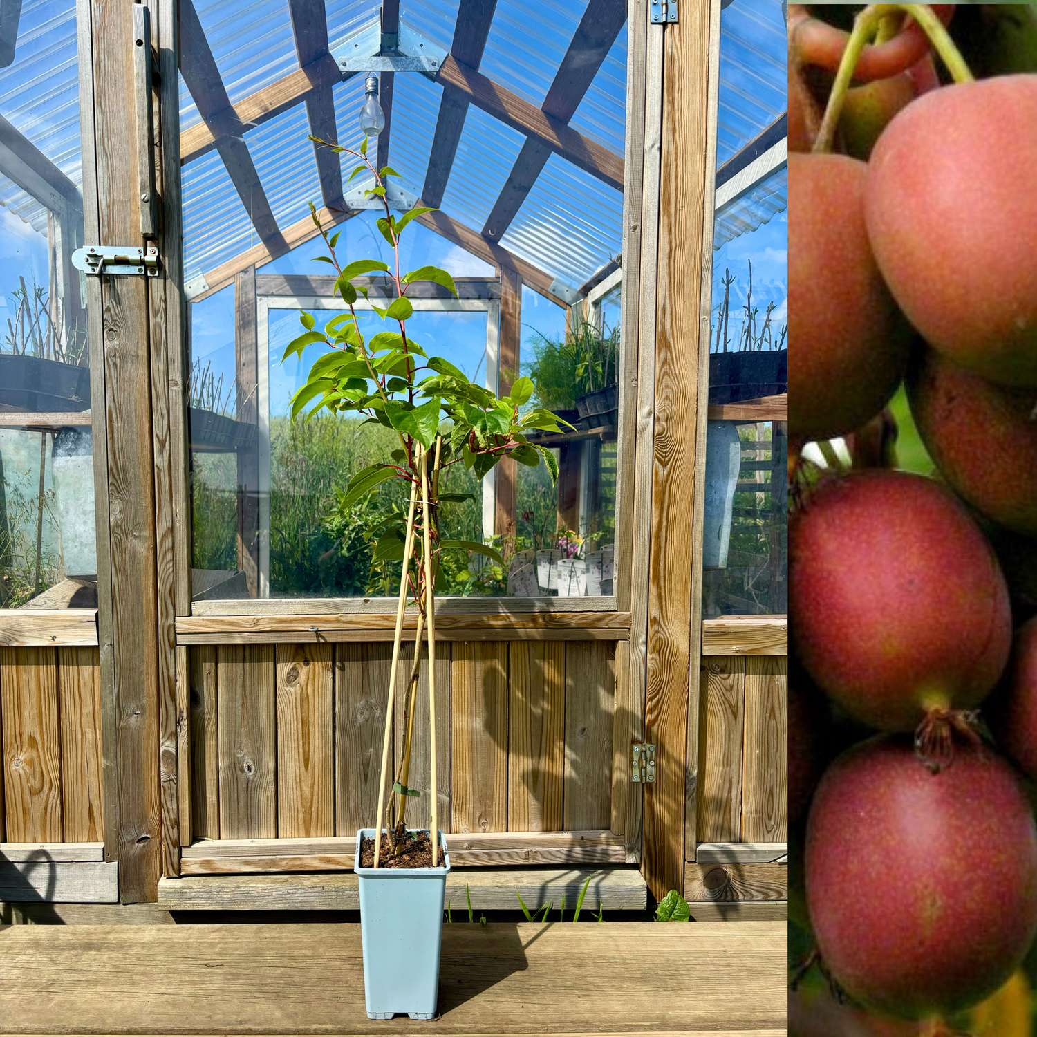 Minikiwi 'Geneva' Honplanta 60-80 cm (Actinidia arguta)