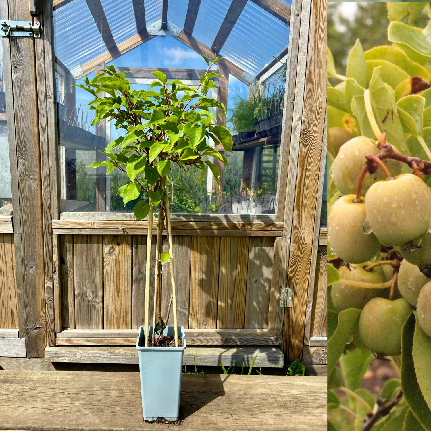 Minikiwi 'Jumbo' Honplanta 60-80 cm (Actinidia arguta)
