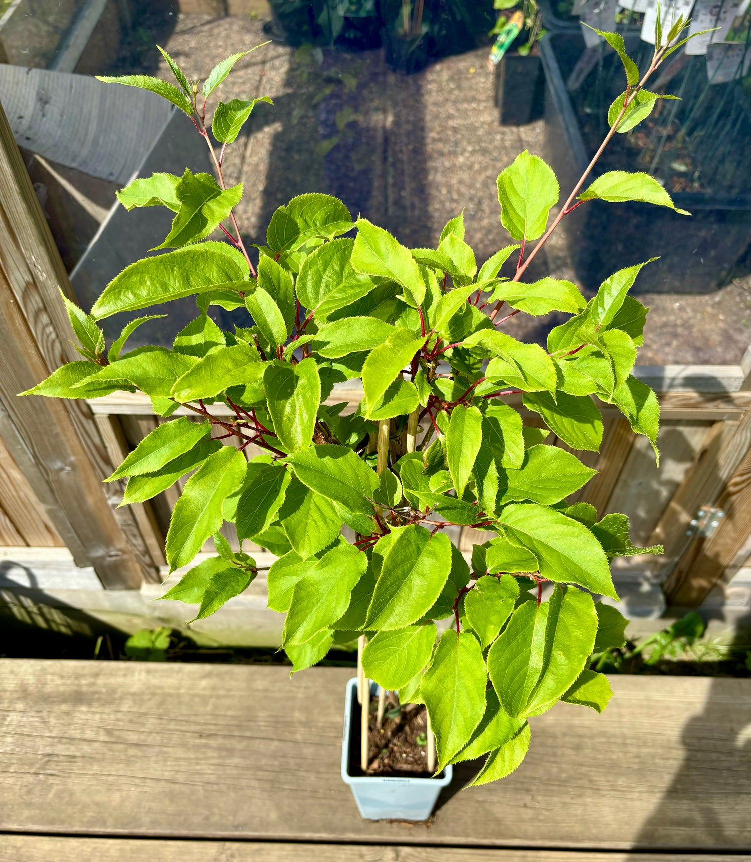 Minikiwi 'Jumbo' Honplanta 60-80 cm (Actinidia arguta)