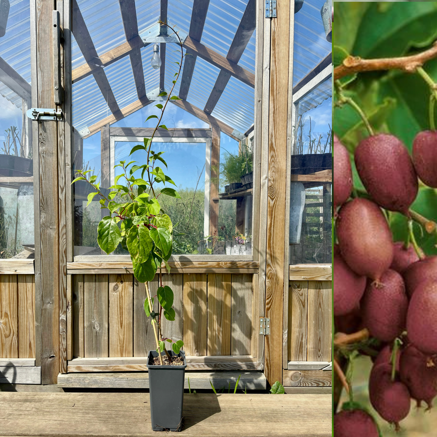 Minikiwi 'Ken's Red' Honplanta 60-80 cm (Actinidia arguta x melanandra)