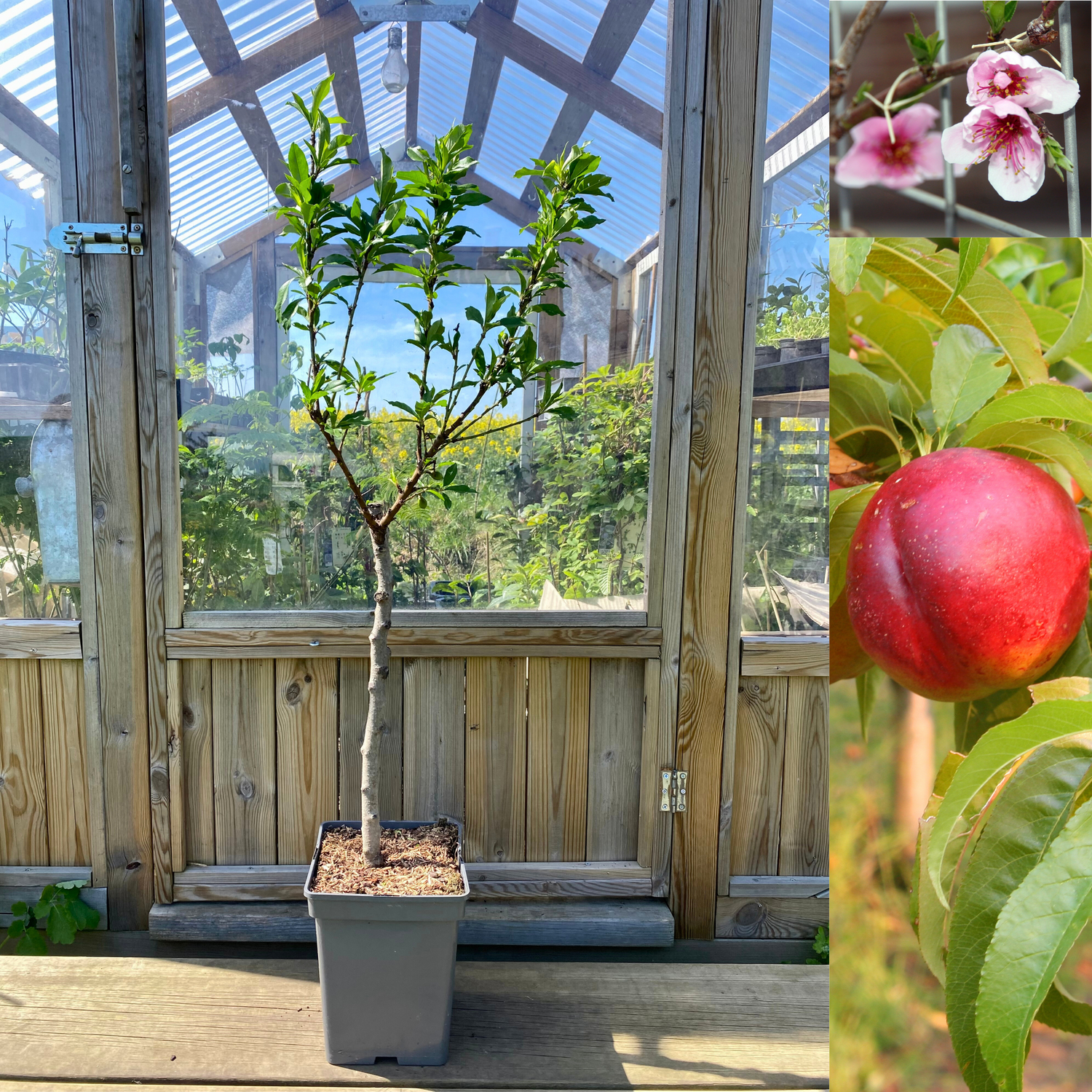 Nektarin Träd 80-90 cm C5 (Prunus persica var. nucipersica)