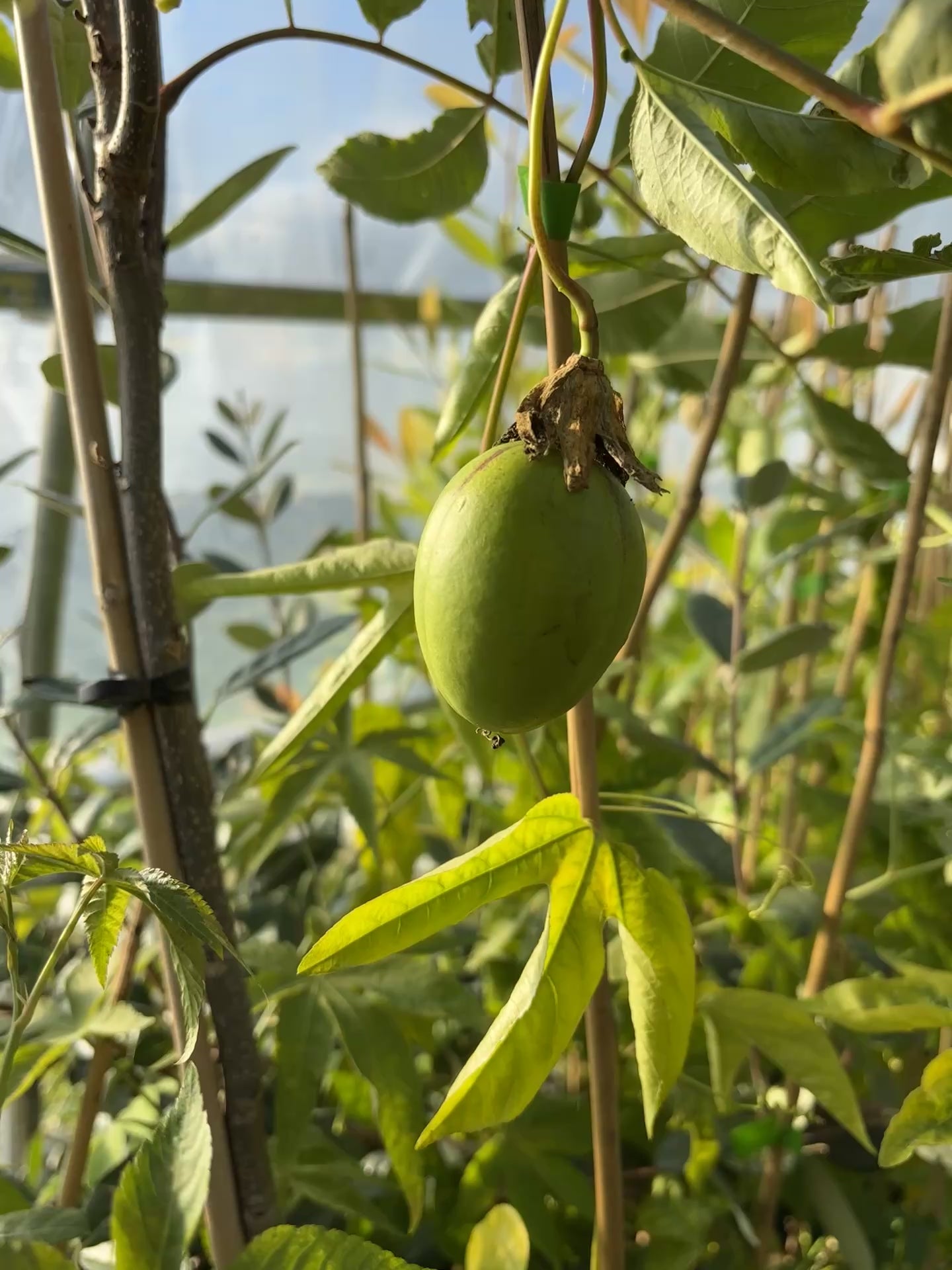 Ätbar Passionsfrukt 'Eia Popeia®': Härdig Sort 80-100 cm (Passiflora incarnata)